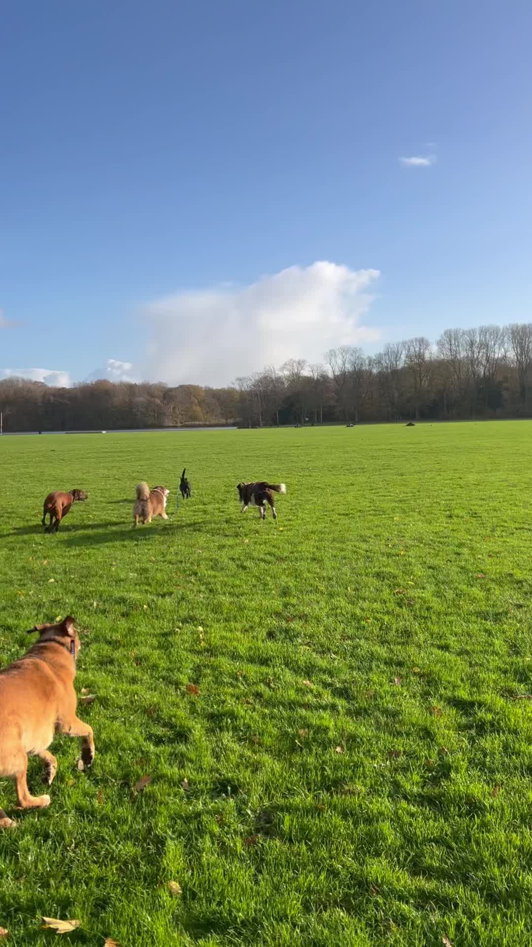 Maandagochtend ๐ met Ozzy, Woezel, Jambo, River, Nala, Benji, Max en Frenkie