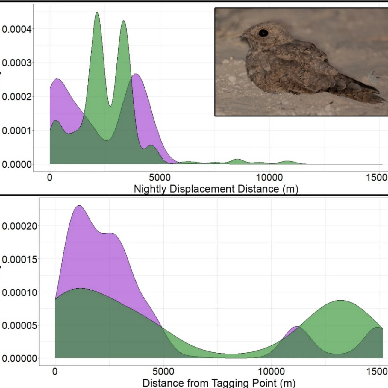 AUTUMN NIGHTJAR NEWS 3/4
Egyptian Nightjars (Caprimulgus aegyptius) along the Dead Sea are somewhat “unusual.” While most of their kind migrate for the winter, data from two adults captured in this region show that they remain in the same area year-round, moving only about 15 km from their tagging sites. The study also highlights how crucial sparse desert vegetation is, providing essential daytime roosts in an otherwise hostile environment.
Learn more about these remarkable desert dwellers in the paper by Wasserlauf et al.: https://doi.org/10.1007/s10336-025-02325-w