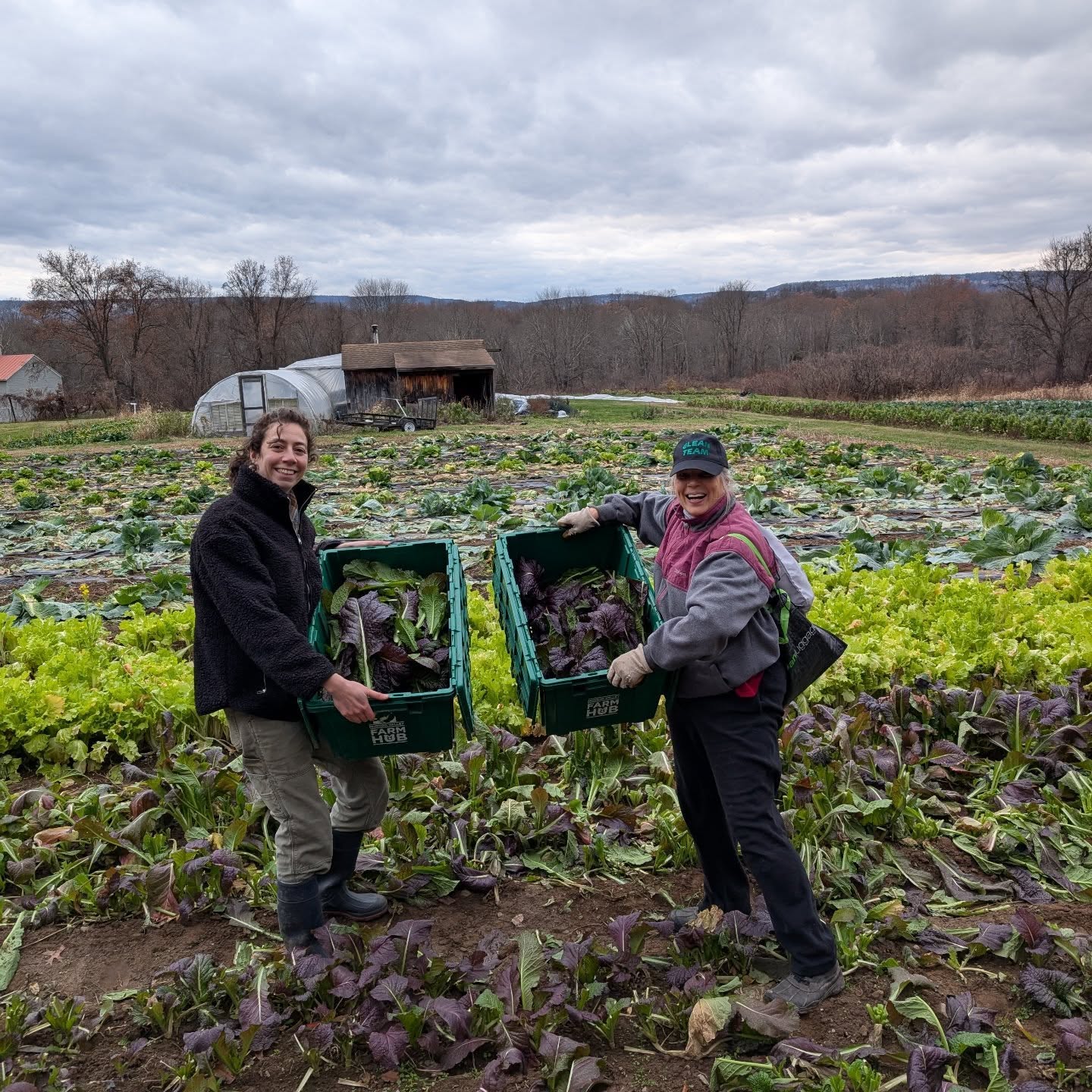 Thank you @ulstercorps for helping us glean some final greens from the field! Many hands (and good banter) make light work and together we gathered 20 cases of lettuce mix, chard and mustards to distribute to pantries around Ulster county.