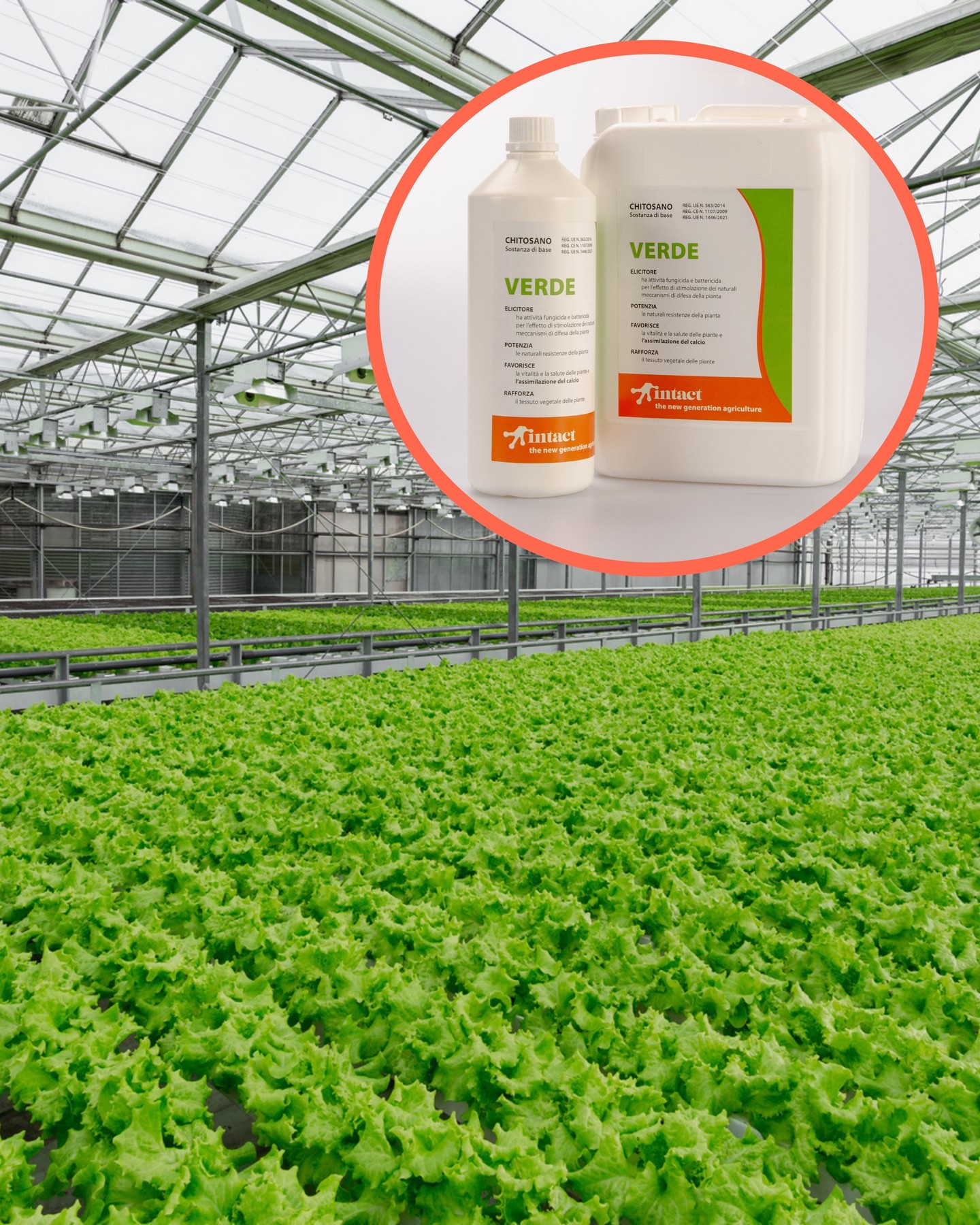 Winter Light? No Problem with Verde!
During the dark winter months, leafy vegetables often struggle — limited sunlight means reduced photosynthesis, weaker growth, and pale leaves.
That’s where Verde comes in!
Our formula supports plants even under low-light conditions by:
▪️Enhancing iron and calcium uptake
▪️ Stimulating photosynthesis during short, cloudy days
▪️ Improving leaf structure and strength
With Verde, your greens stay vibrant, resilient, and ready to perform — all winter long.
#intactsolutions #growingsolutions #bestquality #autumnpreparation