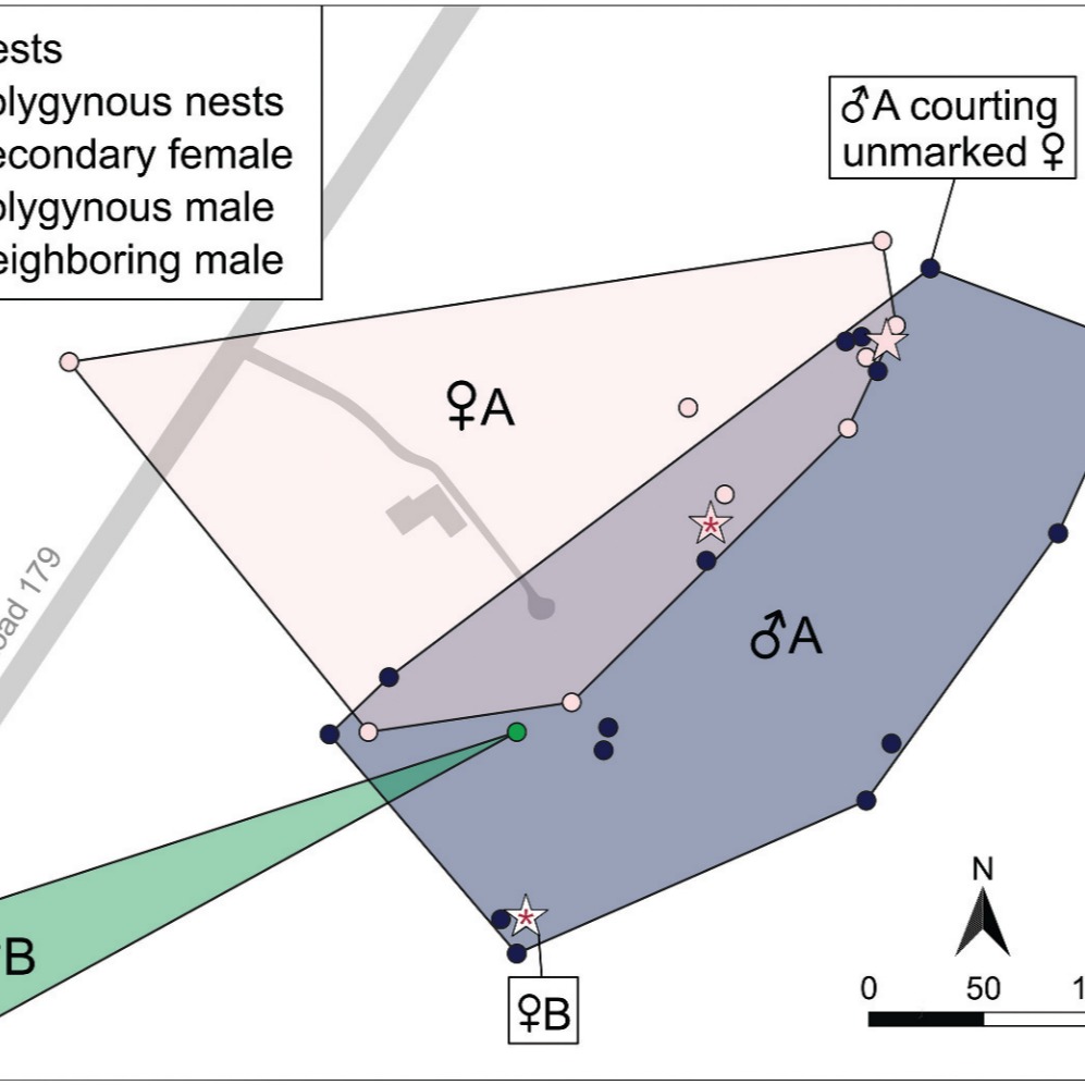AUTUMN NIGHTJAR NEWS 4/4
Finally, Asch M. Nighthawk and her team have reported a fascinating case - a socially polygynous male Eastern Whip-poor-will (Antrostomus vociferus).
Last year, they observed a male attending the nests of two females, one of which had lost her mate earlier in the season. Interestingly, the male did not invest equally in both clutches, prioritising one nest during incubation. This note raises intriguing questions about whether Whip-poor-wills, and perhaps other traditionally monogamous caprimulgids, may sometimes engage in more “unconventional” mating behaviour.
Read more about this detective story here: https://doi.org/10.1080/15594491.2025.2553423