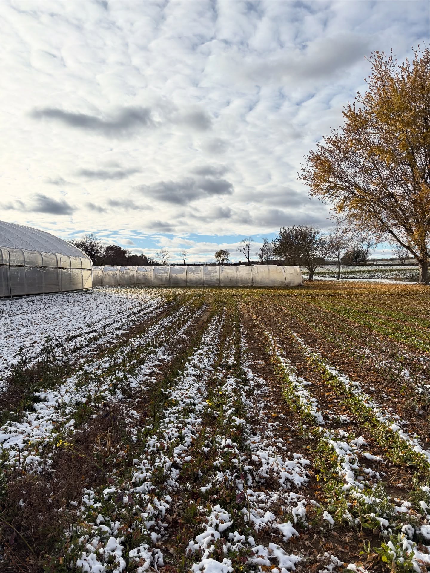 A soft blanket of snow tucks the farm in for winter. 🌱❄️ Time to rest, reset, and dream of spring.