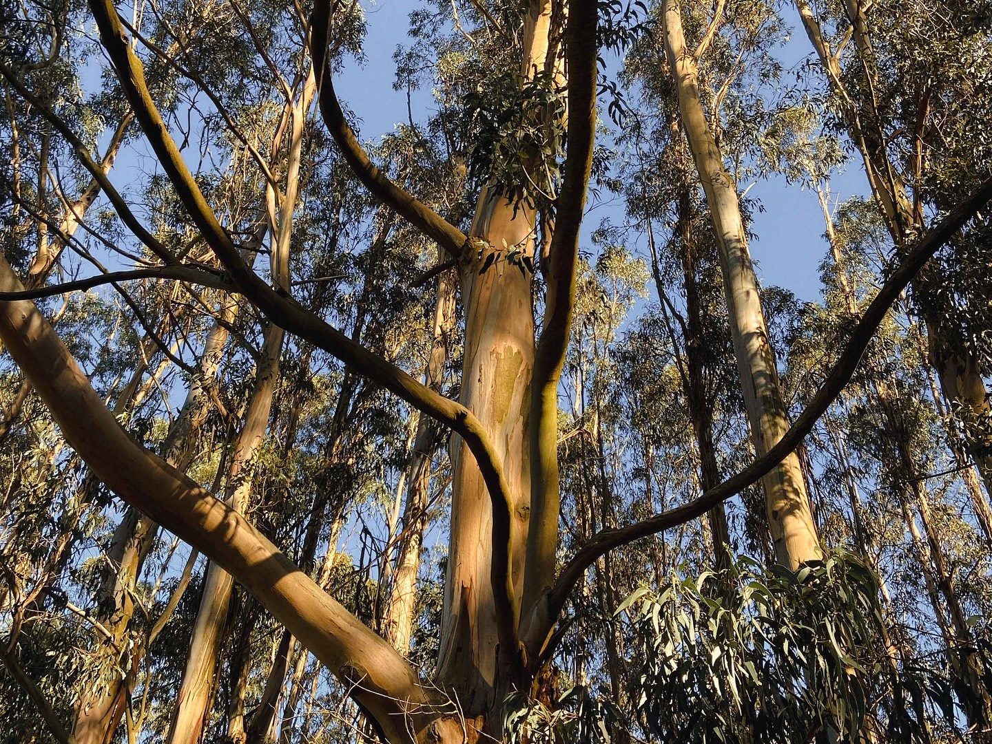 Hope on the Hoddle 🌳
The Battery Creek Reservoir and surrounding land sit on the Hoddle Range in Fish Creek, and is home to a mix of remnant forest and revegetation. The revegetated sites — only 20 years old — have already developed into natural forest with a healthy mix of overstorey and understorey species.
It’s incredible how quickly revegetated areas can regenerate in South Gippsland!
Last week, we met with representatives from South Gippsland Water (SGW), Parks Victoria, Fish Creek Landcare, neighbouring private landholders, and other Hoddle enthusiasts on the SGW Battery Creek site to discuss collaborative action for weed and pest control, as well as future revegetation.
The meeting sparked conversations with potential game-changing outcomes for biodiversity conservation and enhancement.
The Hoddle Range is incredibly important to us at Prom Coast Ecolink, as it forms the halfway point for a network of biolinks stretching from the rainforest to the coast.
There will be opportunities in the future for you to contribute to the legacy of this site, and to the security it offers the significant local species that call it home — the Lyrebird, Burrowing Crayfish, Powerful Owl, Wedge-tailed Eagle and Strzelecki Koala 🌱🪶🦞🦉🐨.
Make sure you’re on our mailing list to be the first to hear about them!
Subscribe here: www.promcoastecolink.org
@southgippslandwater @parksvic @southgippslandlandcare
#southgippsland #southgippslandshirecouncil #biolinks #naturecorridor #wildlifecorridor #revegetation #communityplanting