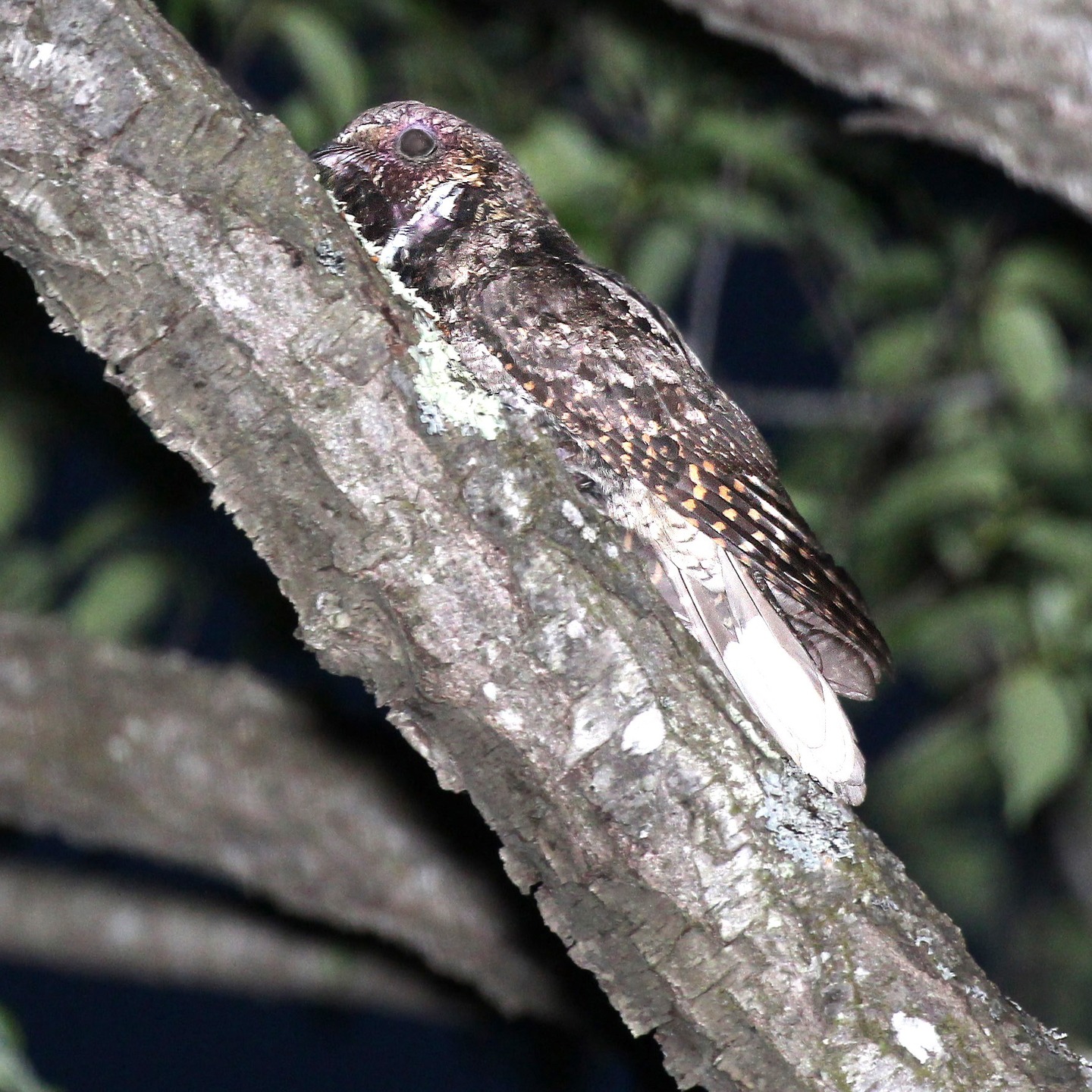 AUTUMN NIGHTJAR NEWS 1/4
It’s time to wrap up the latest research on our beloved bird taxa published since the July update.
Have you been wondering how Eastern Whip-poor-wills (Antrostomus vociferus) are doing in West Virginia? We have great news! A recent study by Clark and colleagues surveyed over 104,000 hectares of working forest to estimate occupancy patterns of these charming caprimulgids using autonomous recording units. Among other findings, they report a lunar-linked increase in vocal activity and, more importantly, highlight the habitat traits shaping Whip-poor-will territory occupancy.
Find out more about this research: https://doi.org/10.1093/ornithapp/duaf037