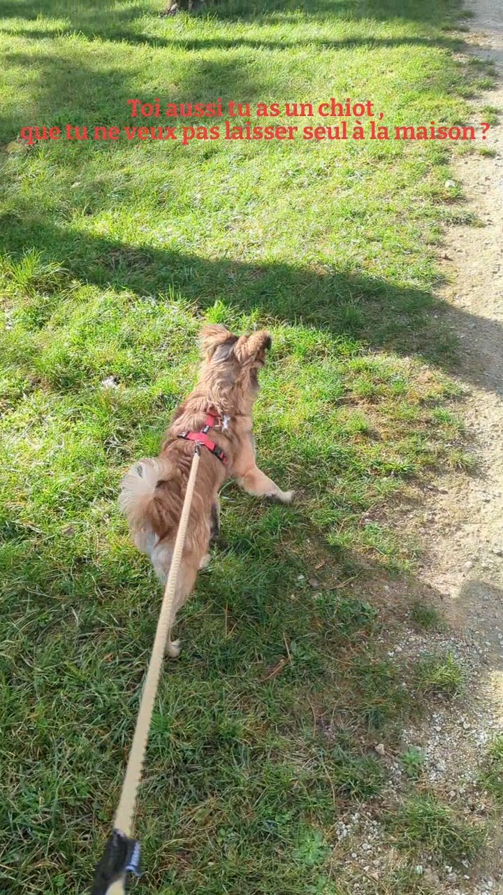 #petsitting #gardechiens #promenadesdeschiens #dogwalker #baladedechien #lrocket #revel #sorèze #lauragais #chienheureux #doglife🐾