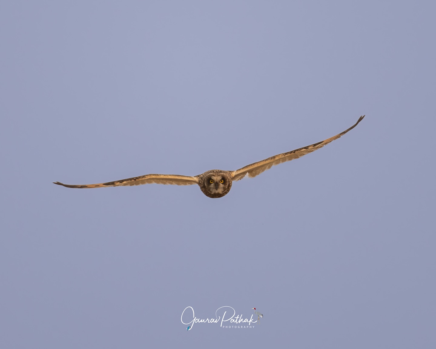 Short-eared Owl (Asio flammeus) – For a split second, it felt like a dive straight at me—wings stretched, eyes locked, the perfect picture of intent. Short-eared Owls are masters of open-country hunting, built for silent flight and sudden precision. Unlike most owls, they’re often active in daylight, skimming low over grasslands in search of prey. Caught here mid-swoop, it’s hard to tell who was more surprised—the owl or me. A moment of wild proximity, gone as quickly as it arrived.
.
Location - Gurgaon
Shot on Canon R5
Canon RF600mm F4 L IS USM
ISO 100
f/4
1/1000s
.
#canonrf600mmf4 #animalplanet #kings_birds #bbcearth #birdphotographers_of_india #bbcwildlifepotd #best_birds_of_ig #birds_captures #bestbirdshots #bird_brilliance #birds_adored #canonasia #canonedge
#capturedoncanon #birds_nature #discoverychannel #discoverychannelindia #earthcapture #canwithcanon #photoscapeofthemonth #morebirdpics #natgeoindia #natgeoyourshot #nature_brillance #ssptalenthunt #nuts_about_birds #planetbirds #raw_birds #your_best_birds #yourshotphotographer