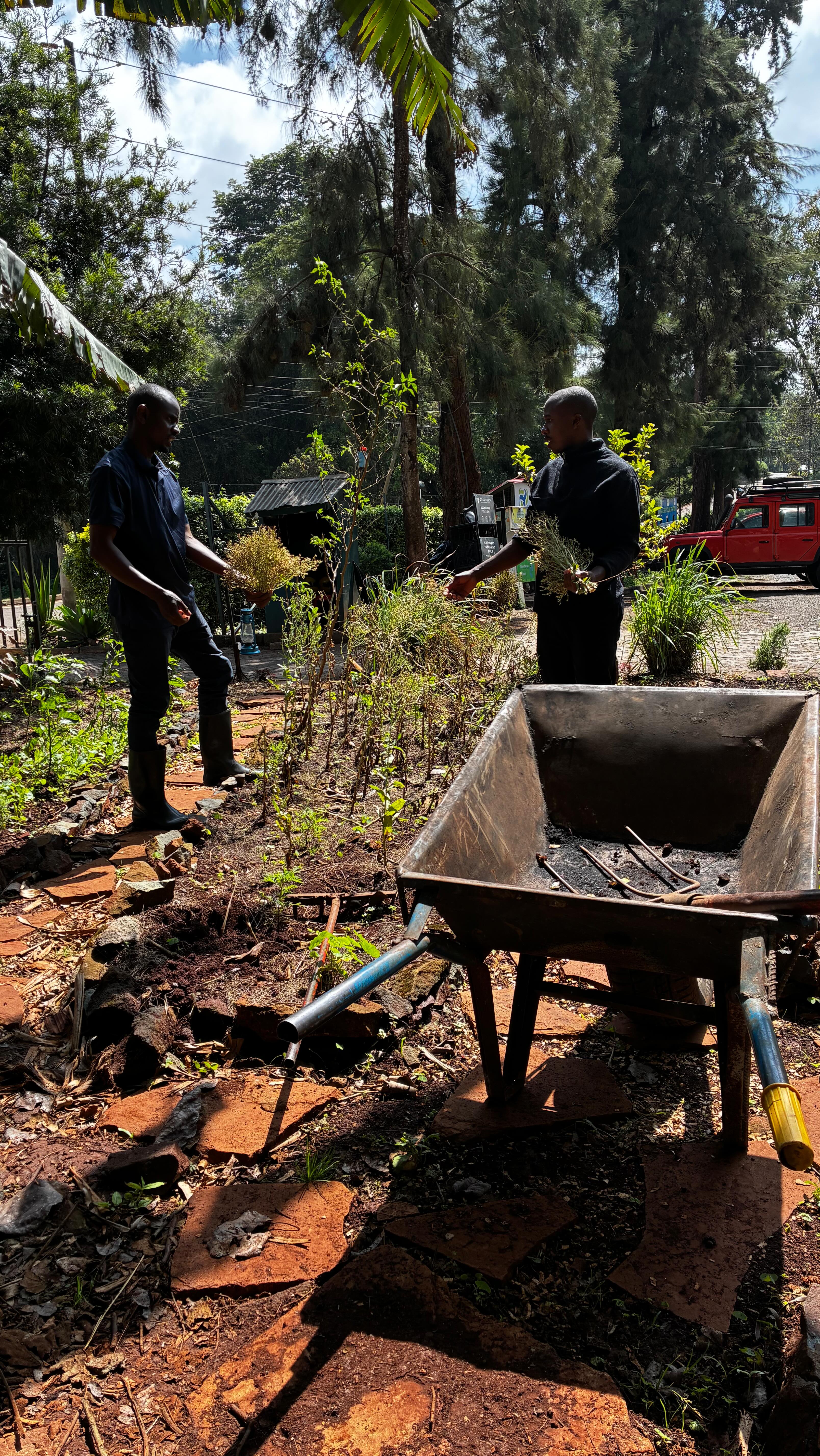 It’s so inspiring to see the garden beds coming back to life so quickly here at Shamba Cafe! Each bed now looks lifted, refreshed, and full of potential thanks to the simple strategies we shared with their staff. There’s still plenty of work ahead, replanning the planting schemes, increasing crop variety, and ensuring the garden can supply the kitchen with even more abundance. We’ve also started new seeds with them and are implementing composting strategies to help them maintain healthy, thriving beds long-term 🌾🌿🙌💦🪻🐝🥬