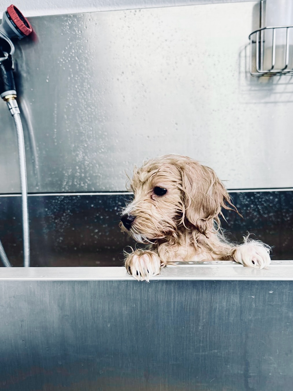 Puppyโs first spa day - ๐๐๐๐๐ก๐๐ ๐ก๐๐.
I booked my 3-months-old pup a ๐๐ข๐๐๐ฆ ๐ผ๐๐ก๐๐ at @_bark_and_bubbles, a newer gem in Oberrieden, and it felt less like dropping off a puppy and more like handing her over to two grooming fairies with gentle hands and calm vibes.
๐๐ ๐๐ข๐ โ๐๐๐๏ผ
๐๐ ๐๐๐๐ ๐ ๐ก๐๐๐ข๐๐๏ผ
Just kindness, lavender vibes and a mid-session update (!), so I could sip my coffee in a cafe nearby knowing she was thriving, not clawing her way out.
She came out blow-dried and baby-soft, nails trimmed, eyes gleaming and still completely ๐ป๐ด๐๐๐. (Which to a puppy guardian/kahu/mum/owner, is ๐๐๐๐๐๐๐๐๐๐.)
I love to support local, especially when the energy is this good. ๐ฑ๐๐๐๐๐ and ๐ด๐๐๐๐ (@felluxe.ch) have that quiet confidence, care and humour that makes you want to hang around just to soak up the calm. You can tell theyโre building something special, one doggie at a time.
๐๐ฅ๐ฌ๐จ: great spot. @studio.50.ch, ๐ช๐๐๐, ๐ฝ๐๐๐๐๐๐๐ ๐ฉ๐ฬ๐๐๐๐๐๐, lots of local shops and BLUE ZONE parking โ all within wagging distance.
Thanks, @_bark_and_bubbles. Youโve set the tone for Ginnyโs grooming future โ and yep, weโre absolutely fans!
#FluffInOberrieden #MaltipooGinny #GinnyTheMaltipoo #DogSpaDreams #SupportLocalSwiss #TinyDogBigBlowdry #barkandbubbles