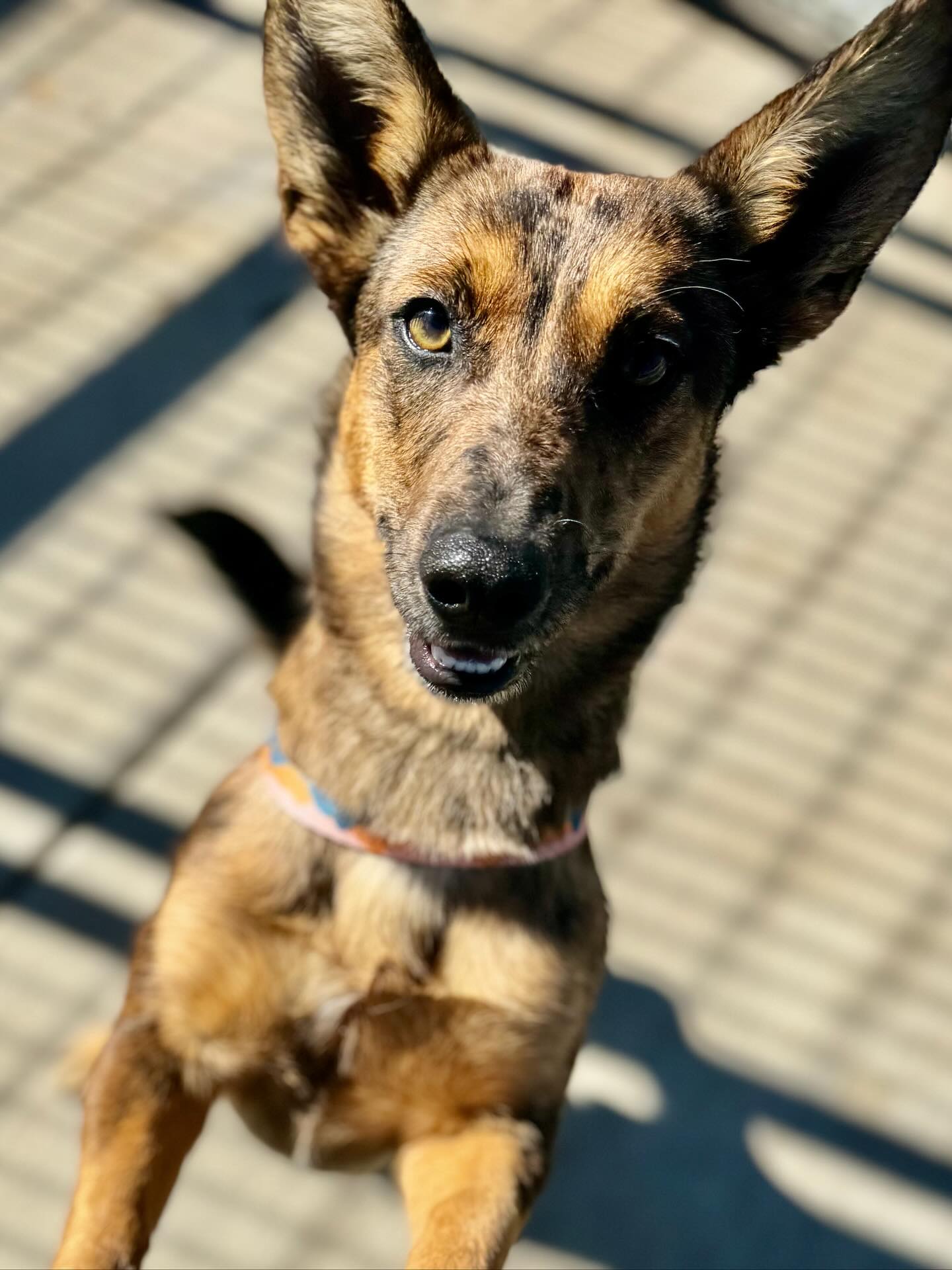 Fort Worth shelter dogs really need us right now!
SHORT-TERM FOSTERS are needed by tomorrow (Sunday 11/16) to help transport dogs make their 12/3 departure.
Most only need two weeks in a foster home!
Shelter is packed, space is limited, and these dogs could lose their transport tags if they don’t get out.
If you’ve ever thought about fostering, this is the moment. Even a short commitment truly saves a life. 💛
To find MORE dogs in need and all their information including transport date please go to on our bio, click Transport Fosters Needed and look under “Destination Transportation Silcox and North”
If you are able to help, please send an email to fwaccfoster@fortworthtexas.gov. If you are not able to please consider sharing with your family and friends.
Fort Worth, TX
We supply food, treats, and toys.
Must be local to DFW to short term foster.