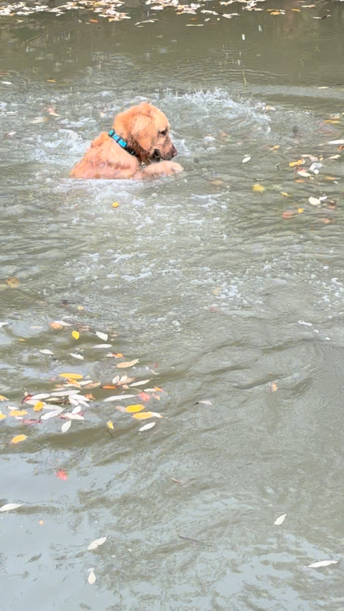 Walter LOVES his water time! 🐶🌊