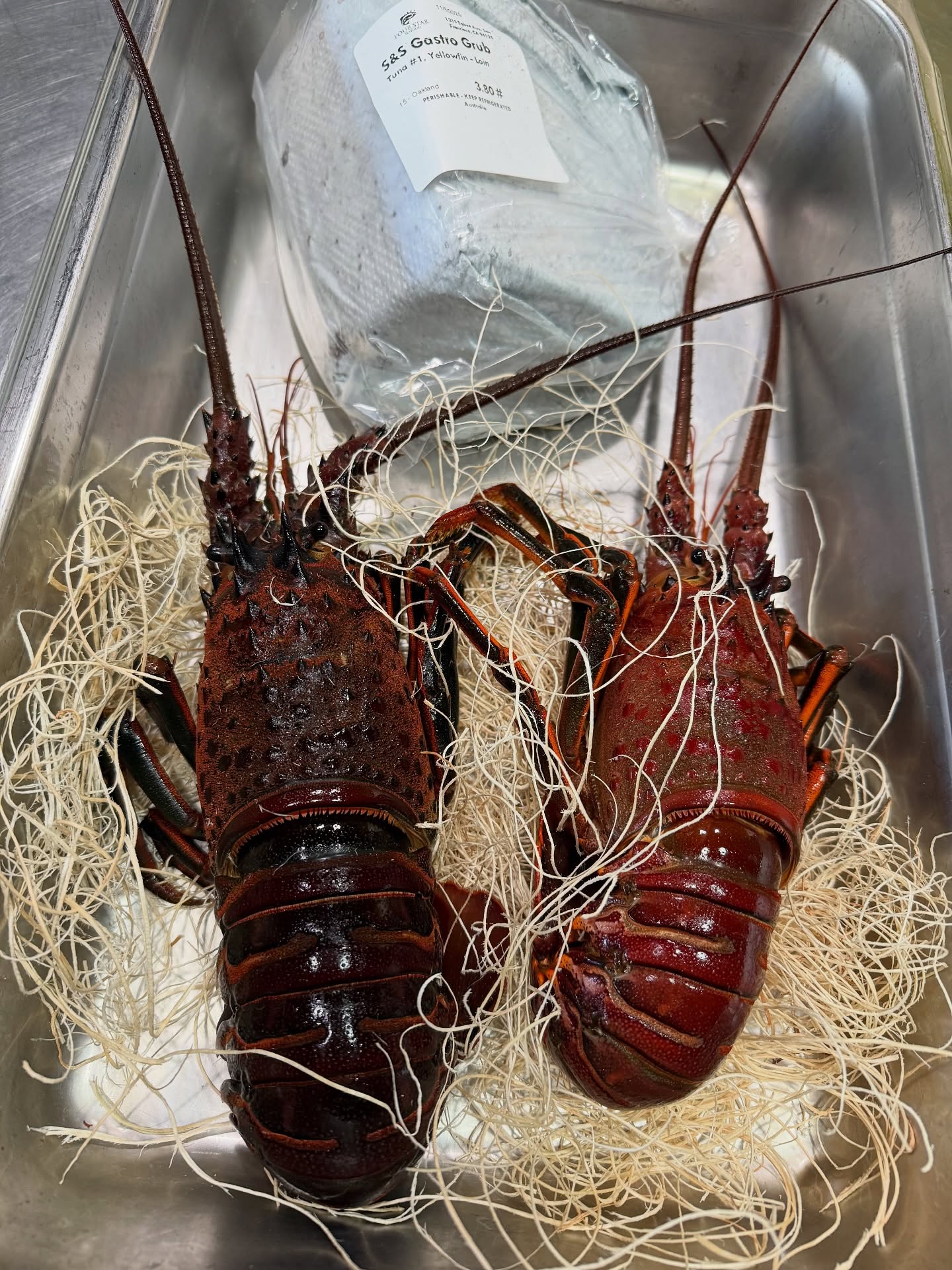Spiny!!
#lobsters
#spinylobsters
#liveseafood
#livelobster
#liveshellfish