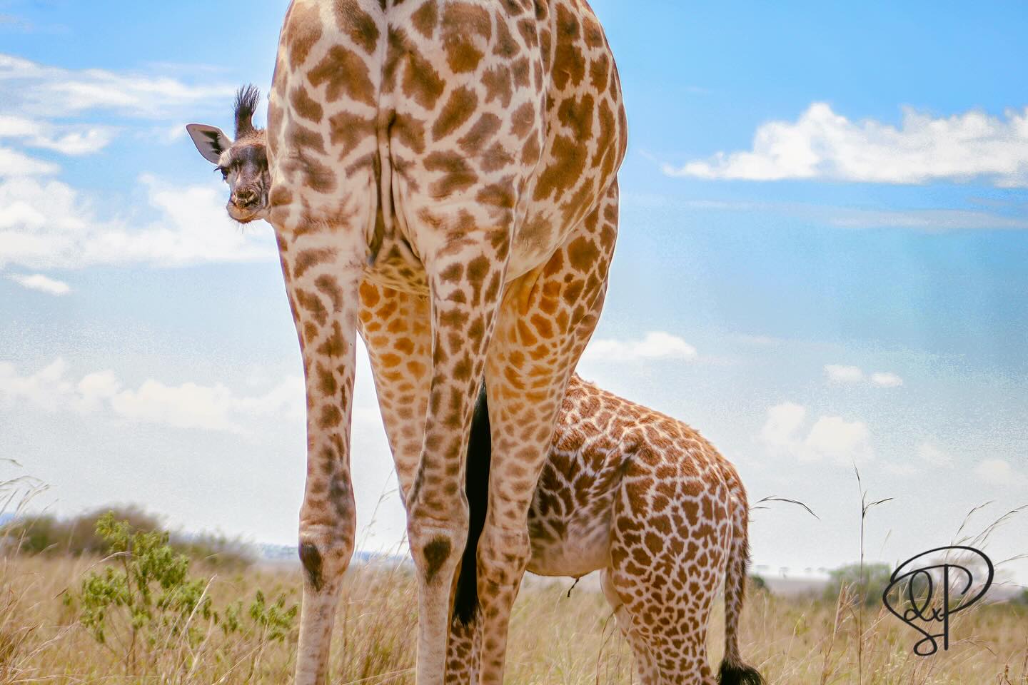 Just wanted to share a few of my favorite shots from recent safaris
Enjoy 🥰