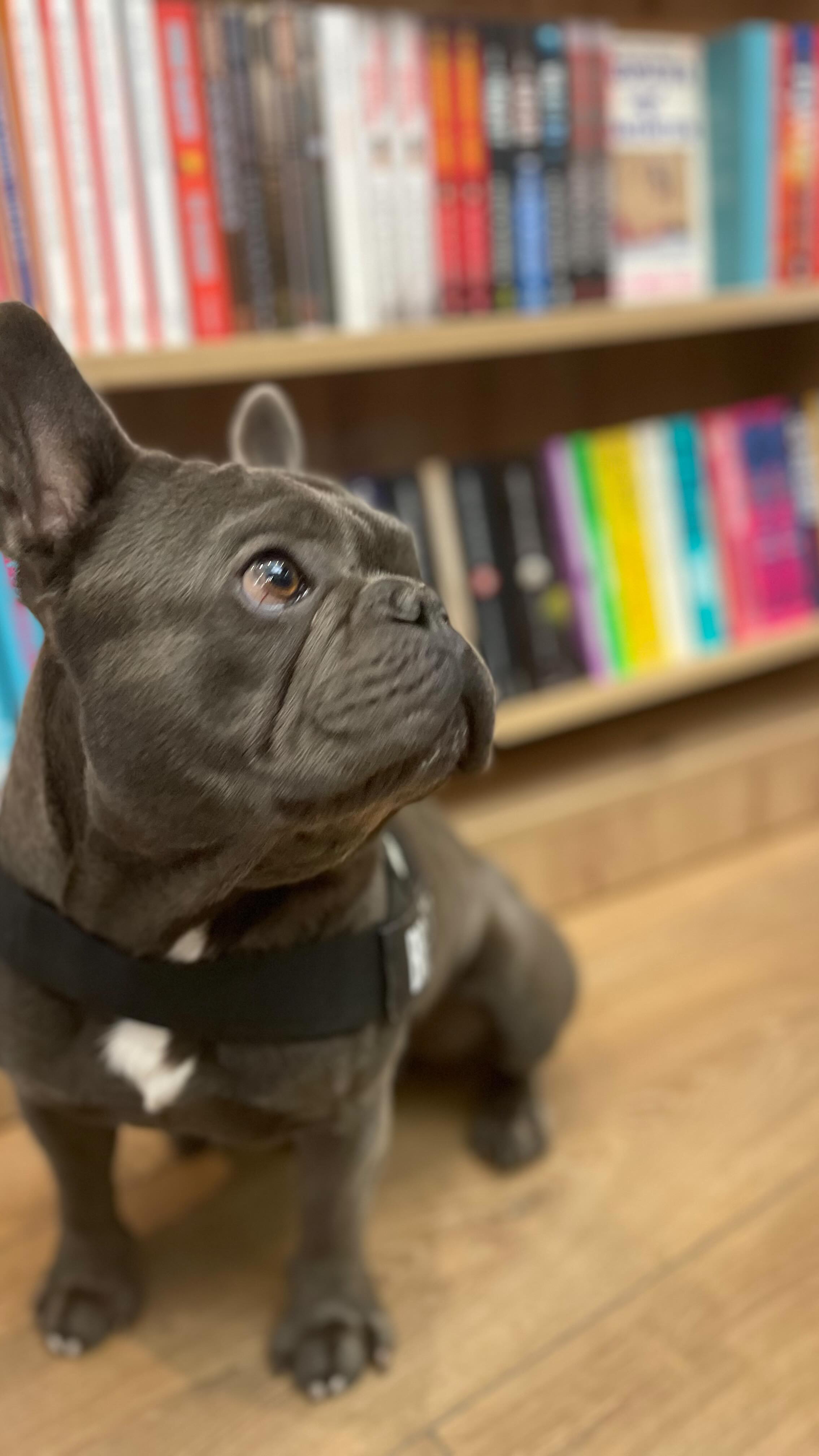 Today's shoppers at The Shortlist in the Born were absolutely adorable❤️