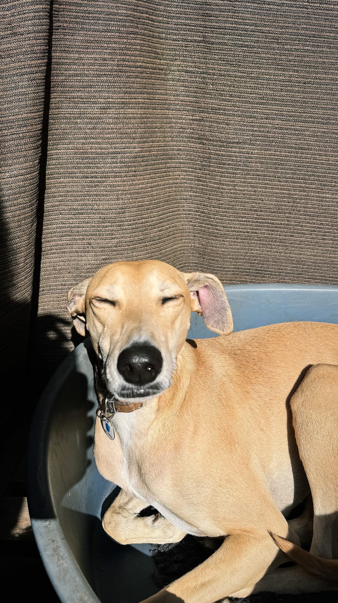 🦴🐾
#doggydaycare
#playingdog
#dogsocialisation
#doglife
#dogfriends
#bostonterrierlove
#cockapoolove
#labrador
#londondogs
#doglove