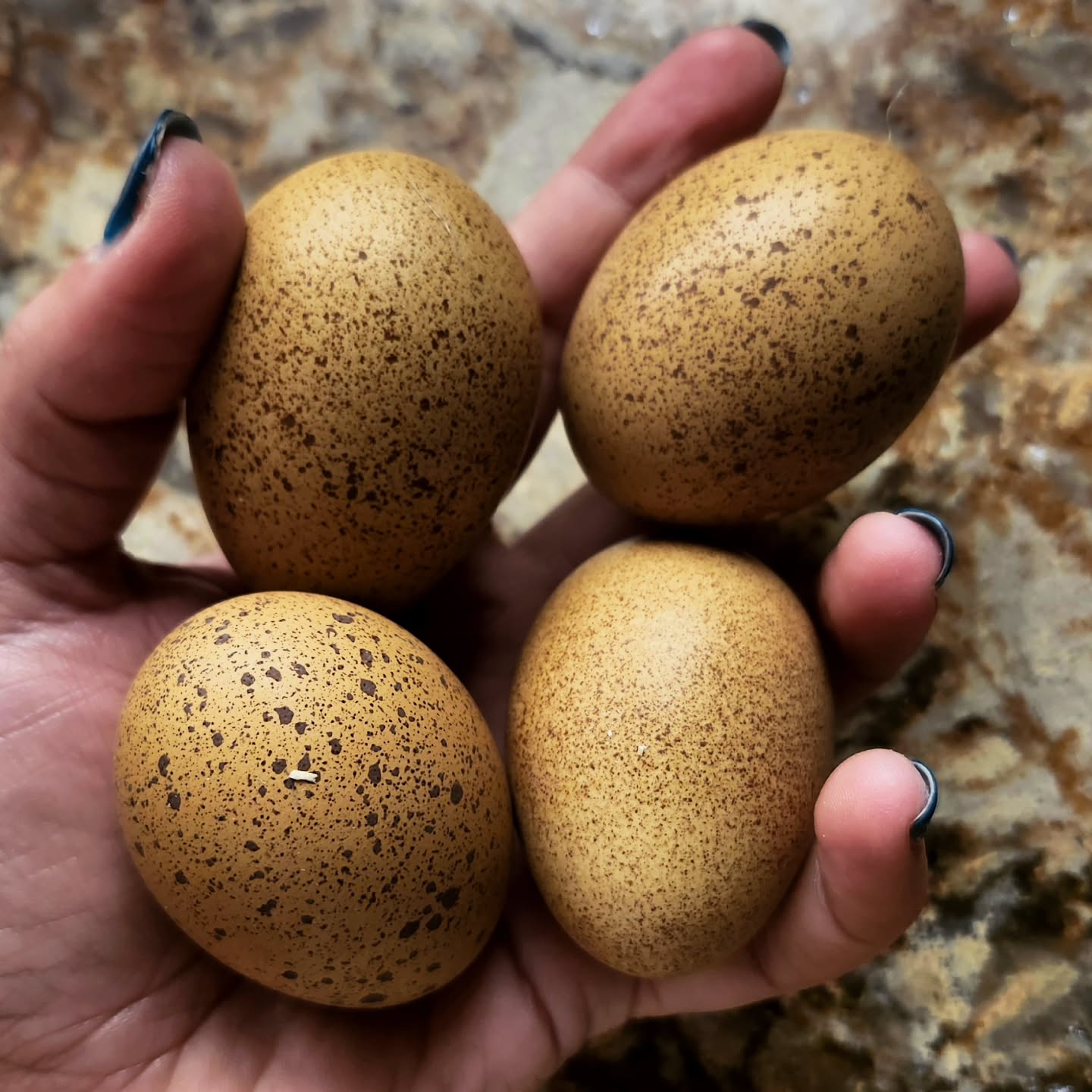 Seriously obsessed with our Evegreen Eggers 🌲
*Disclaimer - because they are a multi-generation breed, there are hens that lay brown eggs, I just can't tell them apart from our Welsummer ladies at the moment 🙈