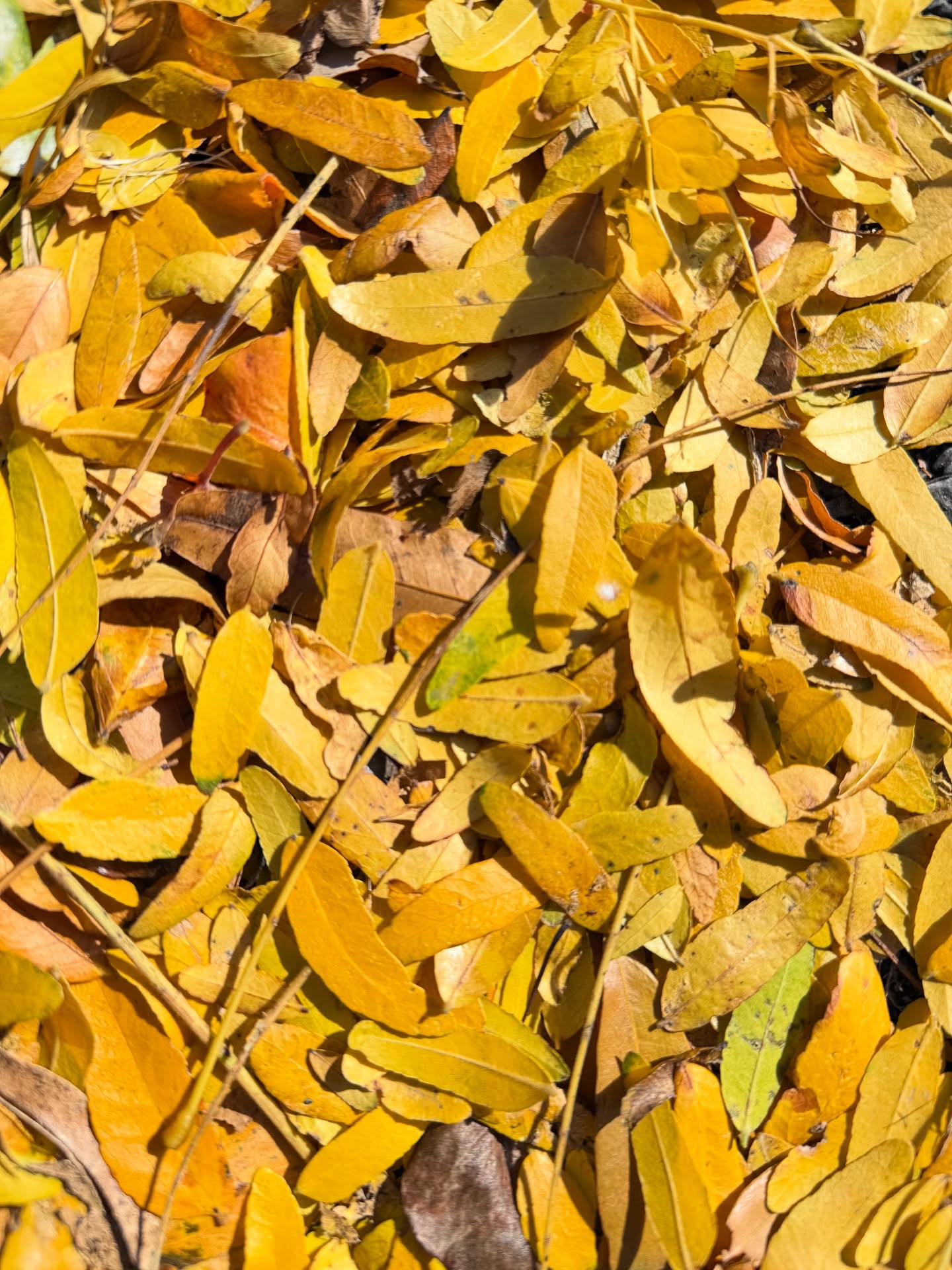 I was dreaming about yellow@and thought it was butter but knew it wasn’t. Then I saw these sunlit honey locust leaves and knew that was the color of my dream.
#maryanyc #maryatriandafellos #commissionart #publicart #digitalart #honeylocust