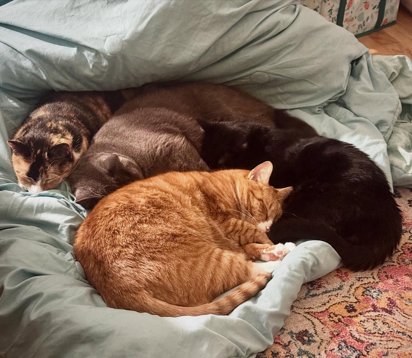 Todayโs office vibe: maximum snuggle density.
๐๐พ
These four cuties formed the sweetest cuddle puddle during their visit โ proof that when pets feel safe, loved, and cared for, they settle right in and make themselves at home.
At All Creatures Pet Care, thatโs exactly what we aim for every single day:
โจ comfort
โจ calm
โจ companionship
โจ and truly personalized care
Whether itโs mid-day visits, overnights, or multi-pet households, we treat every fur family like our own.
Need help this holiday season or heading into the new year?
๐ฒ Send us a message or visit allcreaturesde.com to get started!
#AllCreaturesDE #PetSittingLife #CatCareExperts #CatCuddlePuddle #DelawarePets #PetSitter #InHomePetCare #CatsOfInstagram