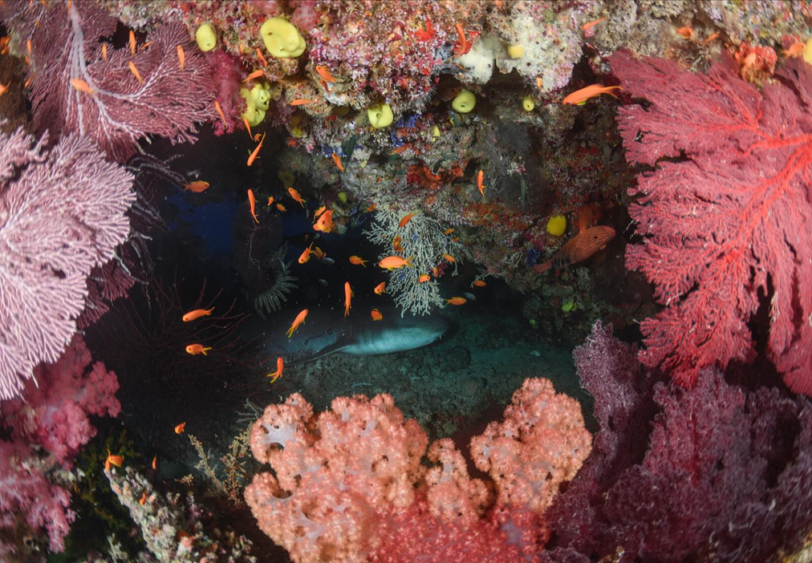 Always a nice surprise to bump into a sleepy nurse shark
#fijiislands #fijidiving
