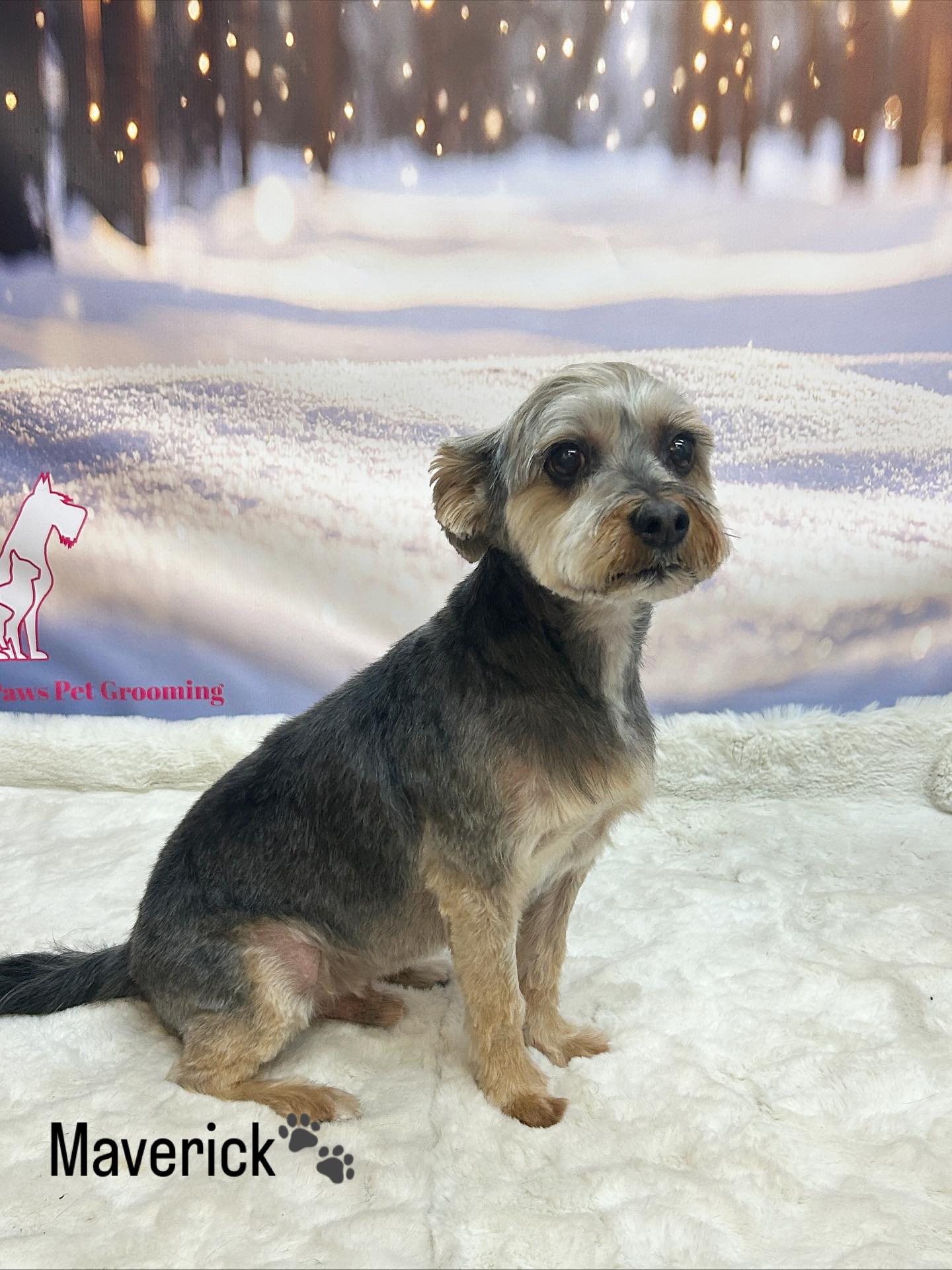 13/11/25 Paws-itively gorgeous day with these pups🐾🥰
#cute #winterphotoshoot #puppylove🐶❤️🐾