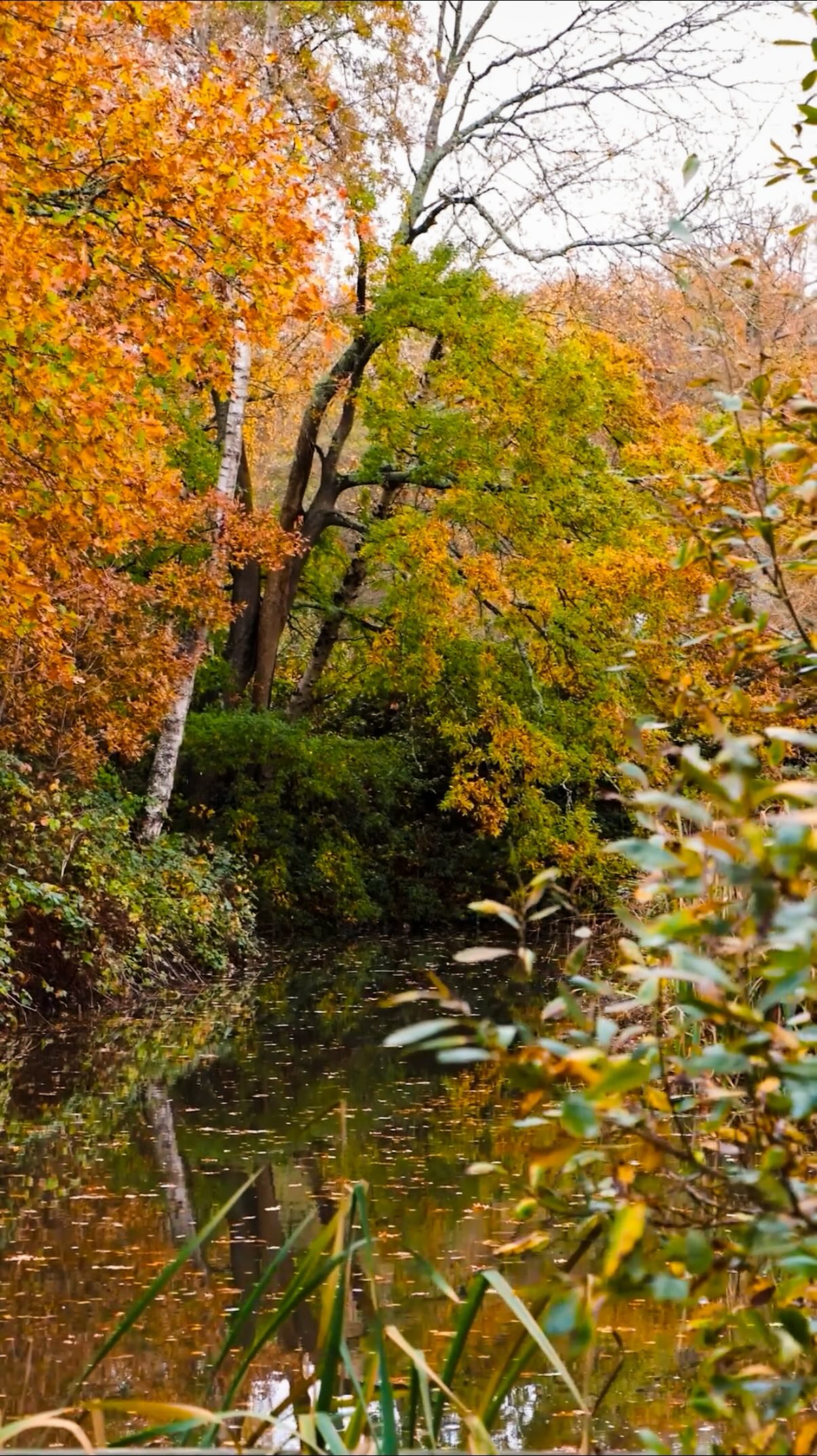 An interlude - the quiet kind.
The lake holding every colour of autumn, leaves drifting, reflections shimmering, the world slowing just enough to notice.
So what’s the verdict?
I am an autumn.
#earthcapture #naturelovers #naturephotography #wildernessculture #naturemagic #autumncolours #autumnmood