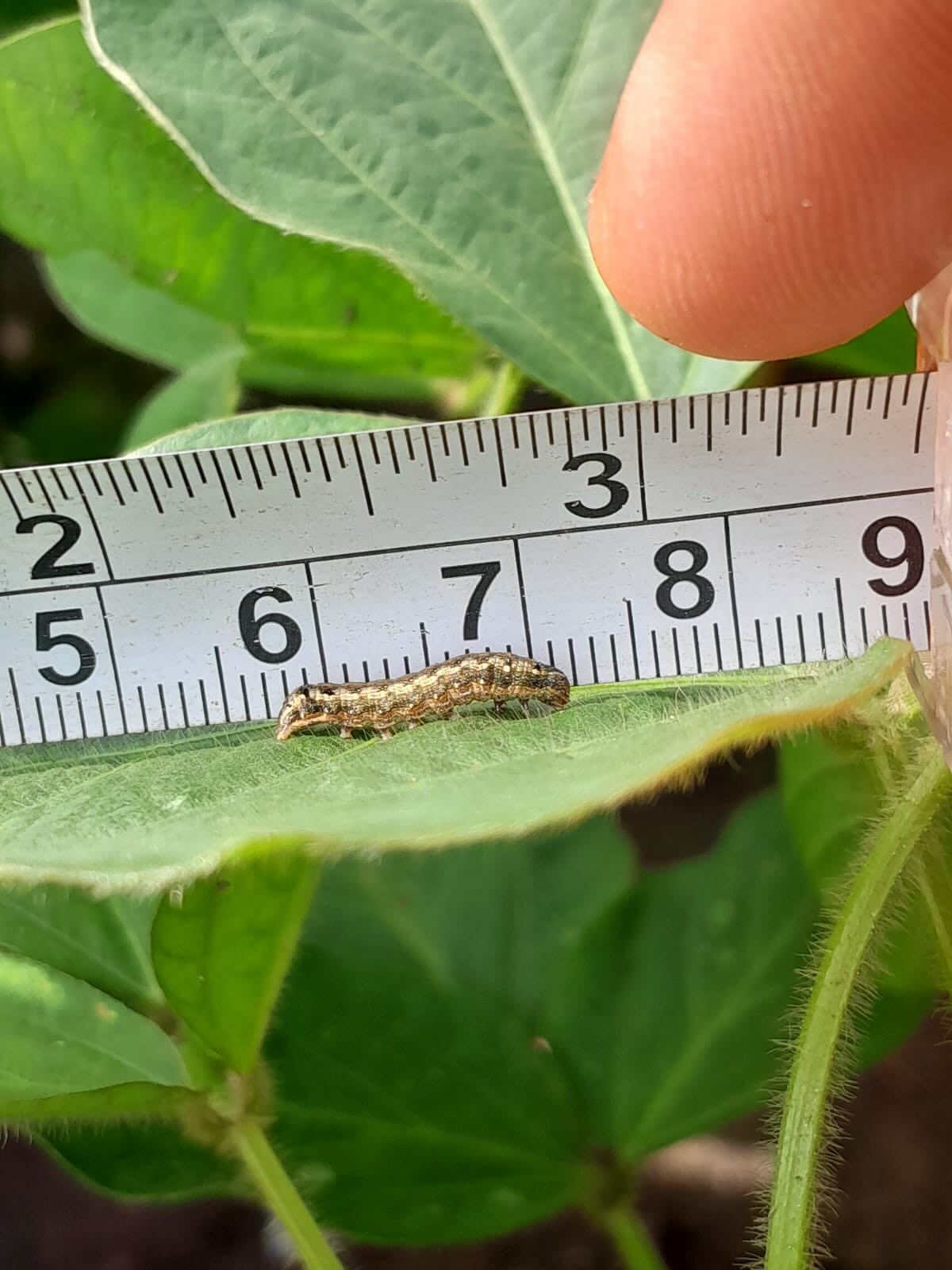 Toda safra uma luta incansável por uma lavoura limpa, bem cuidada e principalmente produtiva! Por aqui, a área da qualidade é responsável pelo apoio ao diagnóstico, tratamento e acompanhamento de doenças e pragas nas lavouras. Um trabalho conjunto com o gerente de campo com fim de garantir uma boa colheita. (Foto: @s_juliojosedos) #diamanteagricola #safra #agro #doencas #pragas #sojabrasik