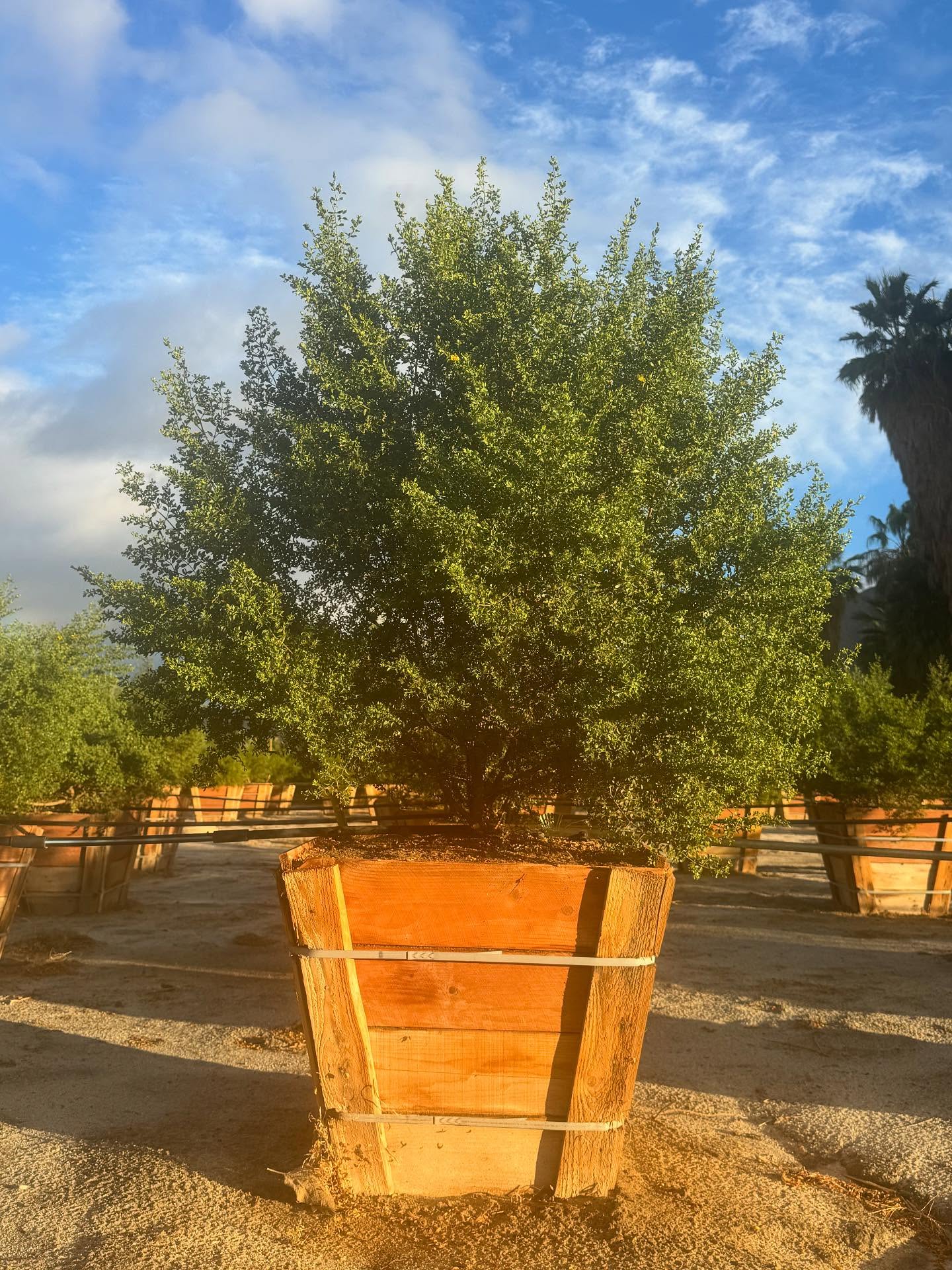 Creosote & the River in the Sky
“Some people walk in the rain, others just get wet.”
— Roger Miller
The Atmospheric River Showered us with a Gentle Rain, followed by an Encore of Rainbows as the Fragrance of the Hydrated Creosote - the unmistakable Musk of the Desert Delighted
The Creosote, Larrea tridentata, is a Harbinger Rain Gauge - if only these pictures were Scratch-and-Sniff....
Resinous, Grass-Green Duo Lanceolate Leaflets announce proximate and bygone showers - The Smell of Rain.
** Pictured 24” Creosote **
Rooted in Rain. Lauding Larrea. Inhaling Deeply.
#AtmosphericRiver #RiverInTheSky #CaliforniaStorm #DesertRain #BorregoSprings #SanDiegoRain #PineappleExpress #DesertEcology #PlantIntelligence #NativePlants #DesertAdaptation #DesertRenewal #SoilAndSky #WaterInTheWest #CaliforniaWeather #LandscapeDesign #SustainableLandscaping #DesertNursery #RoadrunnerTreeFarm #CasaDelZorroNursery #TreeFarm #BreatheYourBiome #RootedInGratitude #DesertResilience #StormEcology #MoistureTransport #OrographicLift #CaliforniaWater #ClimateAndWeather