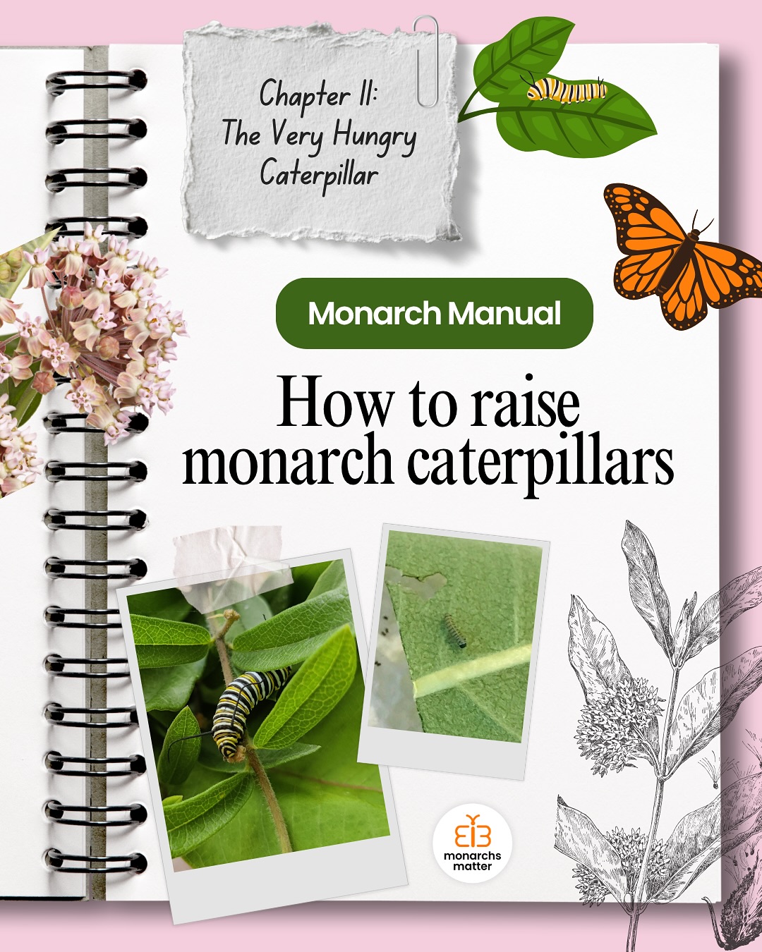 Monarch caterpillars love a toxic, poison paradise 🐛🌿 iykyk… if not, swipe to learn about milkweed and their life cycle!
#monarchsmatter #monarchcaterpillar #monarchbutterfly #monarchconservation #endangered #raisingbutterflies #summeractivities #metamorphosis #environmentaleducation #environmentalawareness #summerbucketlist
