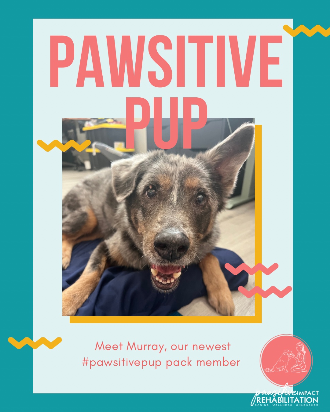 Say hello to Murray! 🐾✨
This adorable senior pup (with the cutest ears ever!) is starting his rehab journey with us. He may be a little older, but he’s got plenty of heart — and we can’t wait to cheer him on every step of the way! 💛