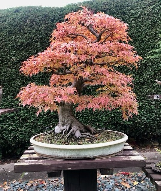 Autumn colours on the Seigen maple.
This weeks meet is all about “Styling deciduous trees” and a workshop. Without leaves this is an opportunity to see, and improve, branch structure.
Keeping with the Deciduous theme the display this month is winter image.
If you’re looking for a friendly and helpful bonsai club in the West Midlands please get in touch.
South Staffs Bonsai Society. #seigenmaple #gardeninspiration #bonsai #maplebonsai #gardening