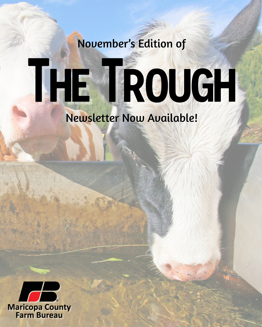 ✍🏽Grant opportunities, upcoming events, and a brand new Member Benefit Discount just in time for your Christmas shopping! 🛒
Check out the November edition of 🚰 The Trough 🚰 MCFB's monthly Agriculture newsletter at the 🔗 in bio!
#arizona #agriculture #newsletter #aggrants #networking
