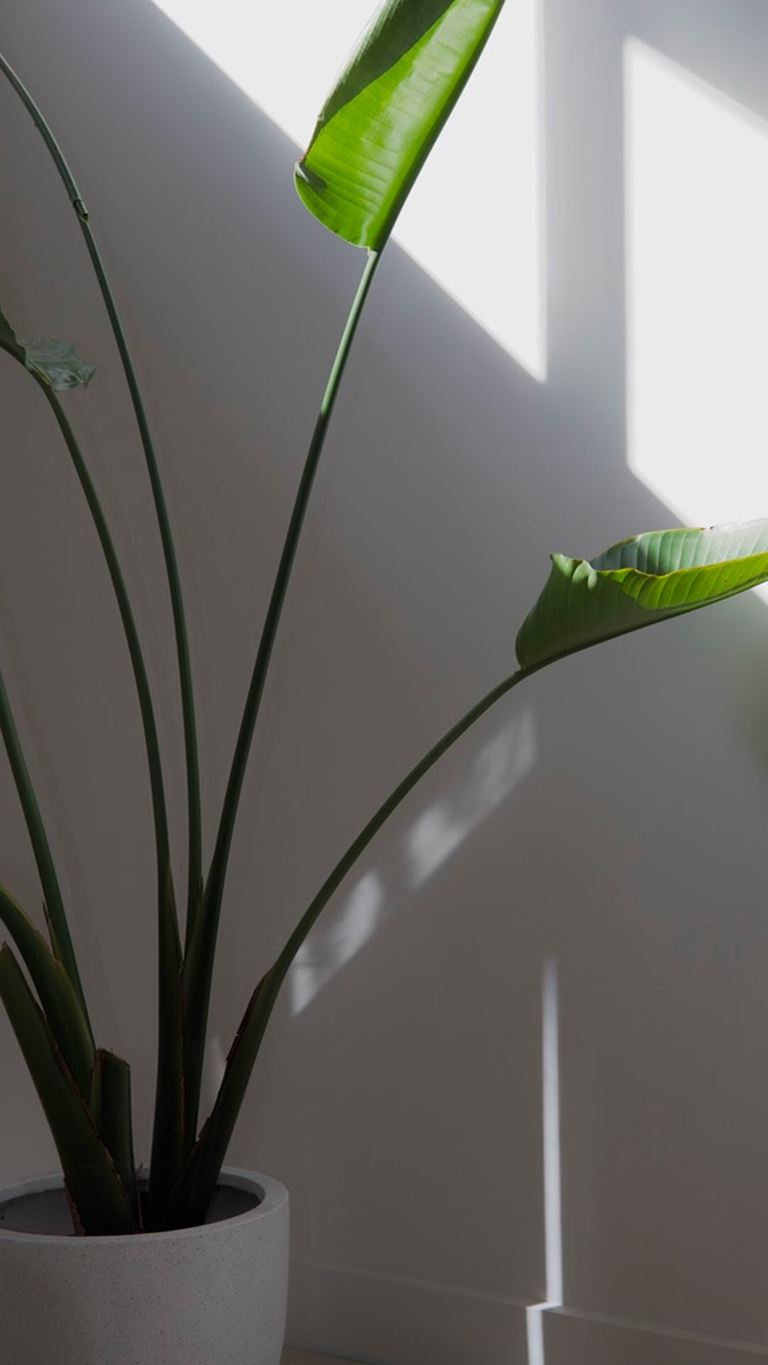 Some love to all of our beautiful clients💖
Disclaimer: All procedures are medical and performed by a registered health practitioner. Results vary based on individual factors. Images are illustrative only and not a guarantee. Treatments carry risks including swelling, bruising, infection, pain, and other reactions. This content is not medical advice. Please consult a qualified practitioner to discuss suitability, risks, and alternatives.