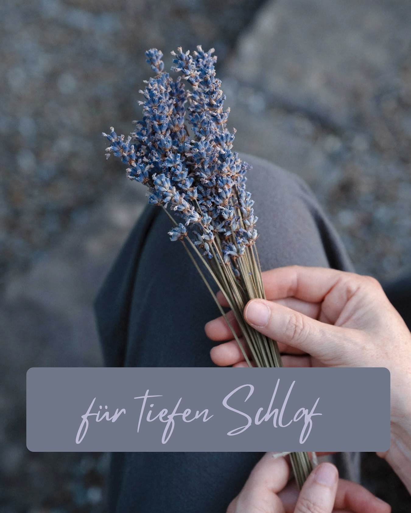 Lavandula angustifolia – Lavendel
Lavendel ist eine der wirksamsten Pflanzen für tiefen Schlaf und ein beruhigtes Nervensystem:
Die ätherischen Öle wirken entspannend, senken das Aktivitätsniveau des Nervensystems und unterstützen den Körper dabei, in einen tiefen, regenerierenden Schlaf zu finden.
Lavendel kann innere Unruhe lösen, nächtliches Grübeln reduzieren und hilft vielen Frauen, wieder leichter zur Ruhe zu kommen.
🌿 Für tiefen, erholsamen Schlaf
🌿 Für mehr Ruhe im Nervensystem
🌿 Für entspannte Abende und Nächte
#lavendel #schlaf #frauenheilkunde #naturheilkunde #entspannung #fevita