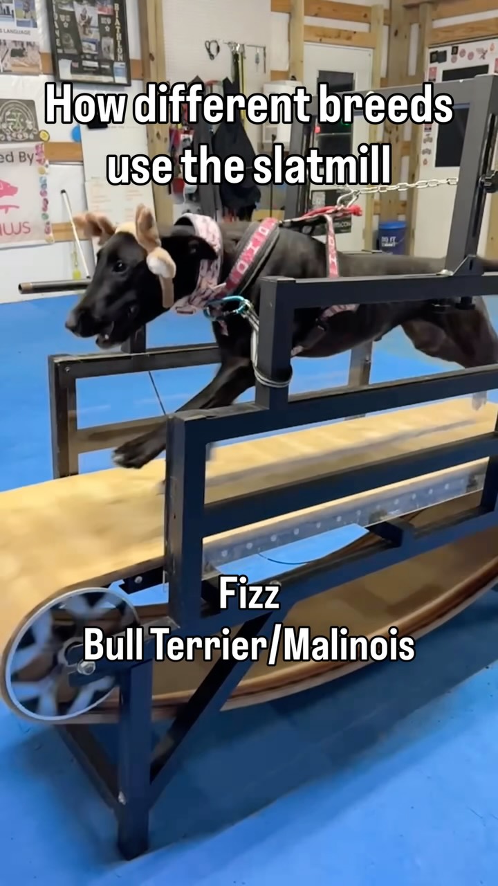 When Santa upgrades to sport dogs 🎅🐾
#SlatMillTraining #DifferentBreedsSameGame #DogSports #DogAthletes #HighDriveDogs #CanineAthlete #DogTrainerLife #DogTrainingFun #PlayWithYourDog #DogFitness #DriveBuilding #StrongDogs #DogMotivation #WorkingDogLife #DogReels #ViralDogReel #ExplorePage #TrendingReel #DogsOfInstagram #DogLovers #HolidayDogs #HappyHowlidays #ChristmasWithDogs #DogsOfChristmas #ReindeerDogs #FestivePups #SantaPaws #DogContent #PetReels #Glory