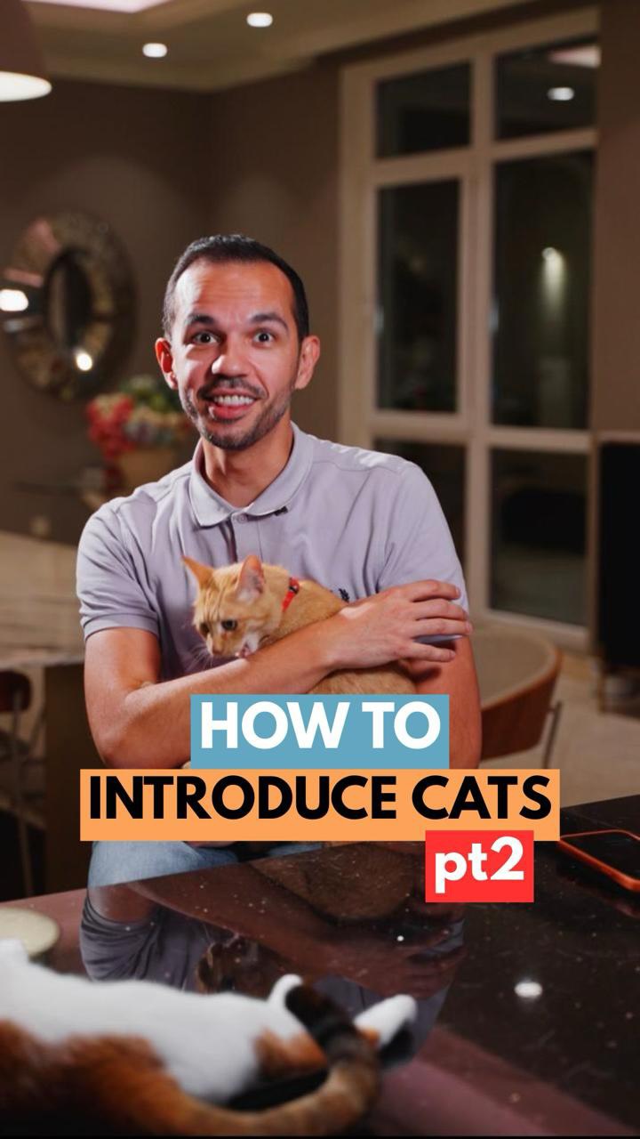 Part 2 - How to introduce your cats to each other!
If you’ve got any questions please leave them below👇🏼
@mikesvetdxb
#catlife #cathealth #catvideos