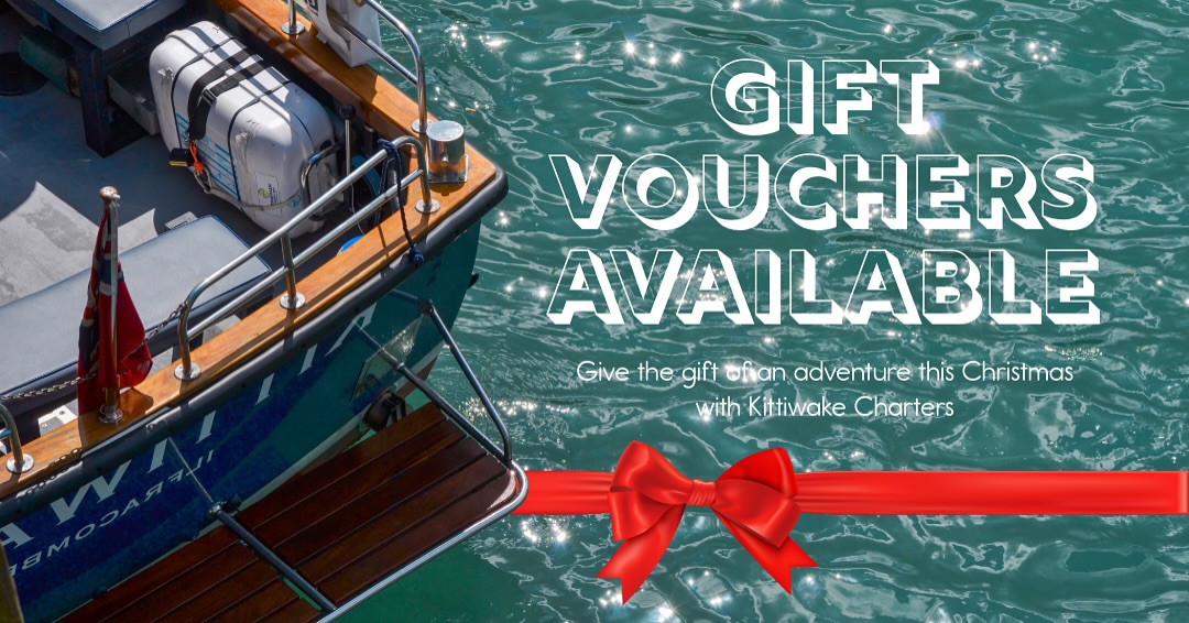 Looking for the perfect Christmas gift?
Treat your loved ones to an unforgettable adventure with a Kittiwake Charters gift voucher!
Available now through our website - give the gift of an adventure this Christmas ❤️
🖥️ - www.kittiwake-charters.co.uk
