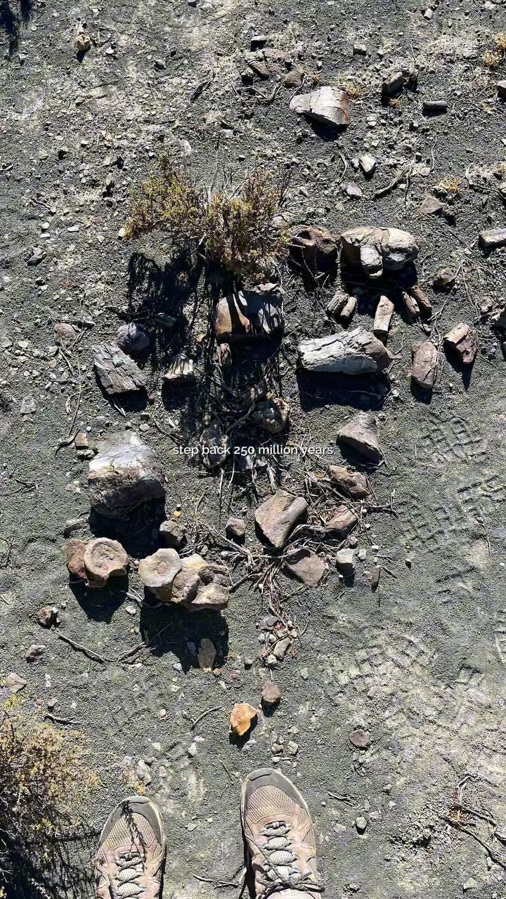 Some stories are written in stone - literally.
Long before the Karoo looked like it does today, it was home to strange creatures and lush swamplands.
You can still see traces of that ancient world right here at Rogge Cloof.
Walk through the remnants of the Permian era with one of our guides and see fossils that connect this quiet landscape to a time when the earth was wild and new.
Book your guided outing when you stay with us or when you book, link in our bio.
#luxuryecotravel #darkskyreserve #travelsouthafrica #karoo #karoolife #karooaccommodation #hikingadventures #hikingsouthafrica #cheetahconservation #cheetah #sustainabletravel #stargazing #astrophotography #sutherland #astronomylover #wideopenspaces #natureescape #nightphotography #nightsky #astronomy #thisissouthafrica
#fossillovers