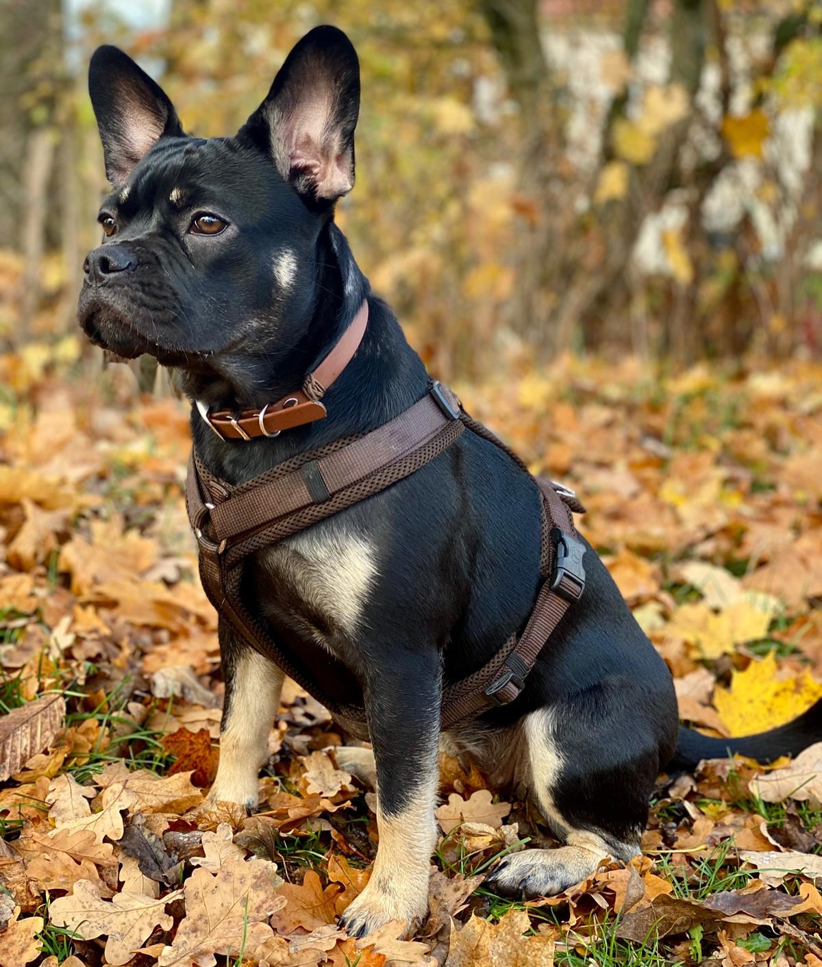 Naela ❤️🍂
Bezaubernde #Nachzuchthündin im lackglänzenden Fellkleid „black tan“.
Wie zauberhaft wunderschön ist sie geworden? 😍
Perfektion. 🥹❤️
Funktional, sportlich, mit Nase und Rute. So soll es meiner Meinung nach sein. Wie seht ihr das? 🥰
#alphabully #retrofrenchie #huskyfrenchie #alternativefranzösischebulldogge #sportlichebulldogge #französischebulldoggen #bulldoggswithnoses #bullymitnase #healthyfrenchie #frenchiesofinstagram #sportlichefrenchies #nasenbär #französischebulldogge #französischebulldoggedeutschland #französischebulldoggeschweiz #bullysmitnase #frenchiebreeder #bulldoggezüchter