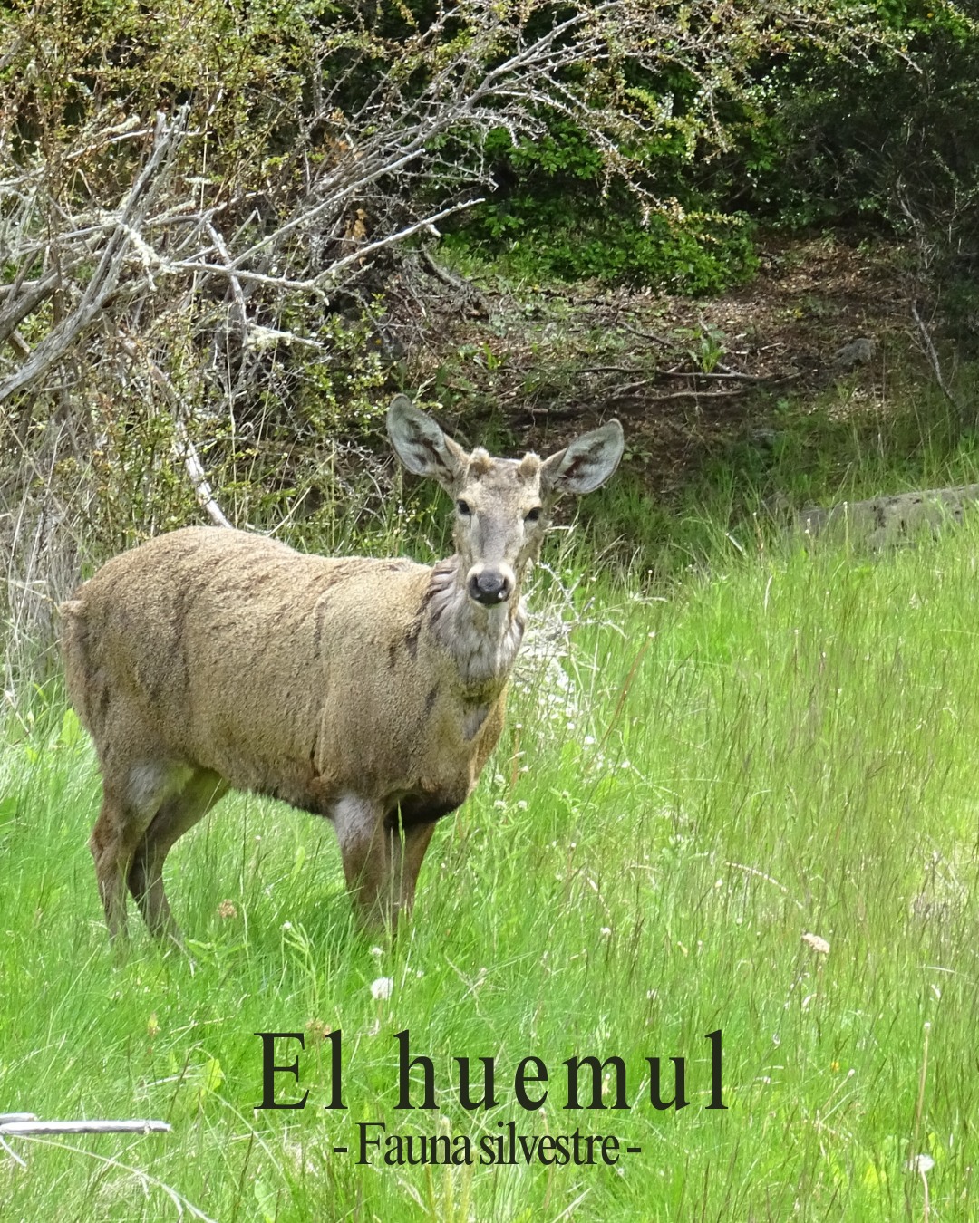 📍 P A T A G O N I E - F A U N E
Je vous présente le Huemul !
On l'appelle aussi le cerf andin et il est l’un des symboles de la Patagonie, on le retrouve carrément sur le blason du Chili avec le condor.
Cet animal est assez rare à croiser, il est en danger critique d’extinction.
On estime qu’il ne reste que quelques centaines d’individus répartis entre l’Argentine et le Chili.
Je suis très reconnaissante et contente d'avoir pu en observer à 2 reprises lors de 2 treks au Chili !
Retour sur un instant calme et paisible où chacun se regarde sans bouger.
Note : on remarquera que "faune sauvage" se dit "fauna silvestre" ....Coincidence ? Je ne pense pas ;)
#trekking #patagonie #huemul #fauna #silvestre