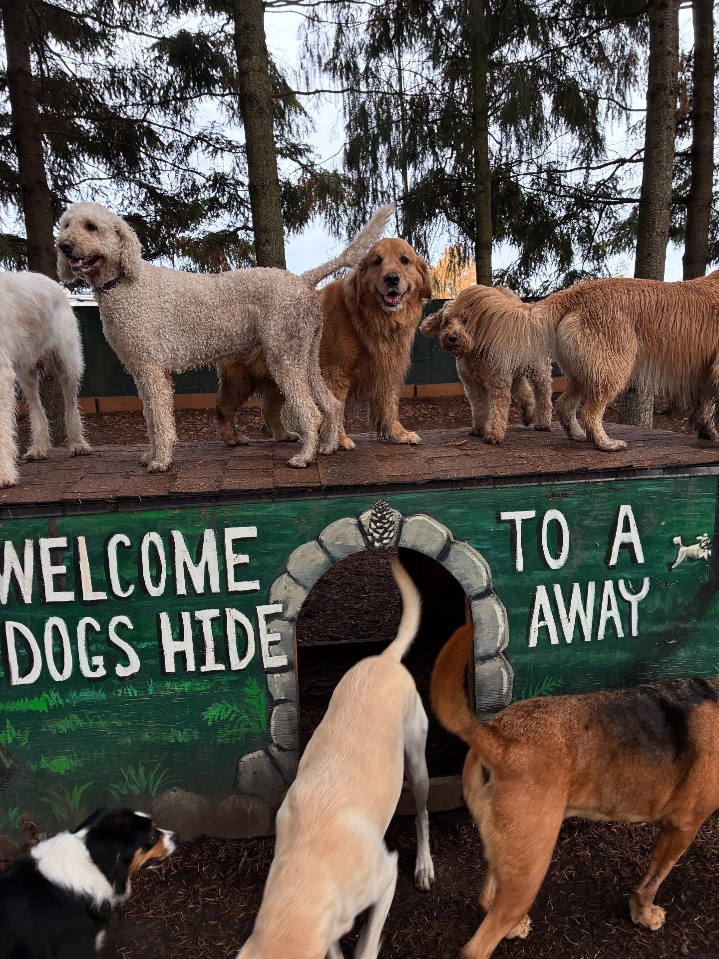 Welcome to the pack, Neville!!