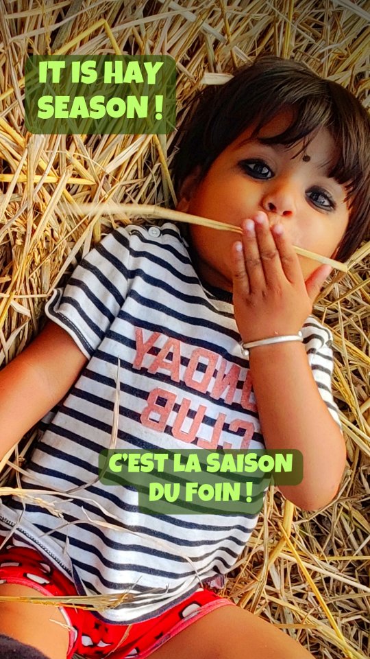 🇬🇧 It’s hay season at the sanctuary 🌾
The whole team is working hard to harvest and store enough hay to feed Eva and Lhamo for the year ahead. Caring for elephants means planning far in advance — and making sure their nutrition is secured no matter the season.
A heartfelt thank you to the Brigitte Bardot Foundation, which has fully funded the food for Eva and Lhamo since 2020. Your support makes this essential work possible 🤍
🇫🇷 C’est la saison du foin au sanctuaire 🌾
Toute l’équipe travaille sans relâche pour récolter et stocker suffisamment de foin pour subvenir aux besoins de Eva et Lhamo durant toute l’année. Prendre soin des éléphants signifie anticiper longtemps à l’avance — et garantir leur nutrition en toute saison.
Un immense merci à la Fondation Brigitte Bardot, qui finance intégralement l’alimentation de Eva et Lhamo depuis 2020. Votre soutien rend ce travail essentiel possible 🤍
#Elephants #EthicalTourism #SanctuaryLife #HaySeason #AnimalWelfare #RespectWildlife #CaptivityFree #PositiveReinforcementTraining #RescueAndRehab #Chitwan #NepalWildlife #EndElephantRiding #InSituConservation elephant sanctuary, rescued elephants, ethical elephant care, Nepal conservation, Brigitte Bardot Foundation, animal welfare Nepal, hay season, elephant nutrition, Eva and Lhamo, Stand Up 4 Elephants