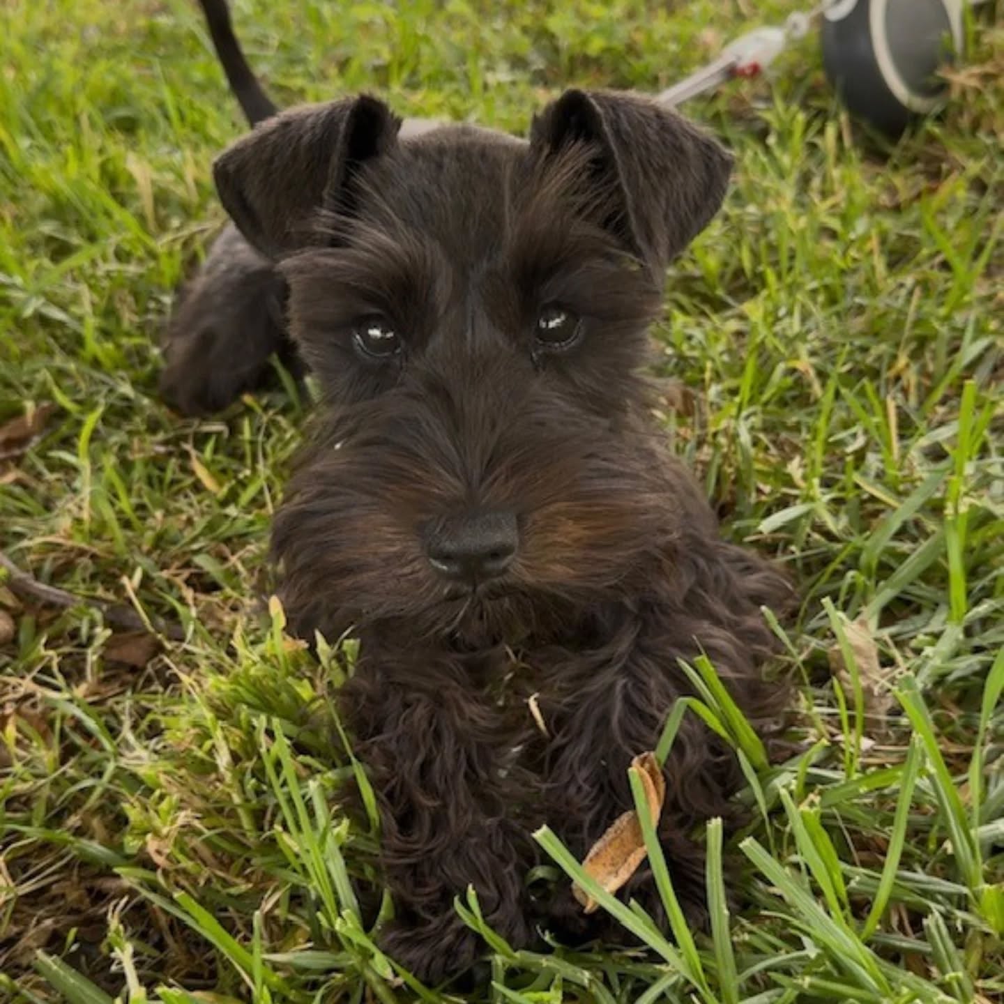 Lexi's joining us for puppy prep at @barkpark_ and we're beyond excited! We're going to have so much fun!