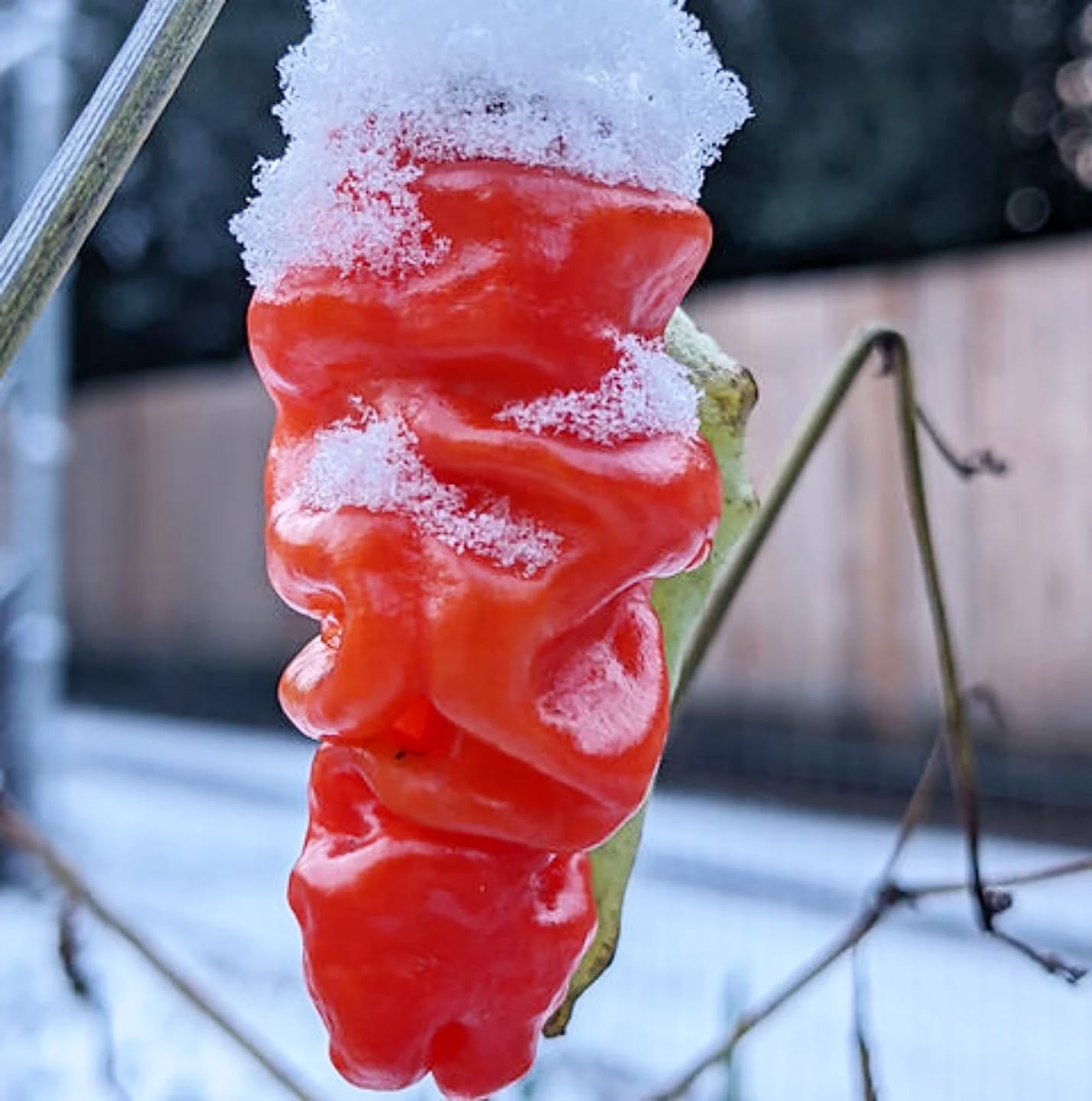 Throw back to when the Zou Pi/Shar Pei survived the snow without getting soft 🤘Check out our page for seeds 😁
•
•
•
#PepperBusiness #HotSauce #FermentedHotSauce #FreshPeppers #PortlandOregon #StJohnsFarmersMarket #PDXPeppers #ChiliPeppers #SpicySauce #ThePepperNursery #ArtisanHotSauce #FreshLocalPeppers #PortlandPeppers #PDXFoodies #PDXFarmersMarket #FarmToBottle #PepperFarm #FermentedPeppers #SpicyFoodLovers #PDXart #LocalHotSauce #PepperGrower #PortlandFarmersMarket #ChiliHeads #FarmersMarketFinds #PDXSpicy