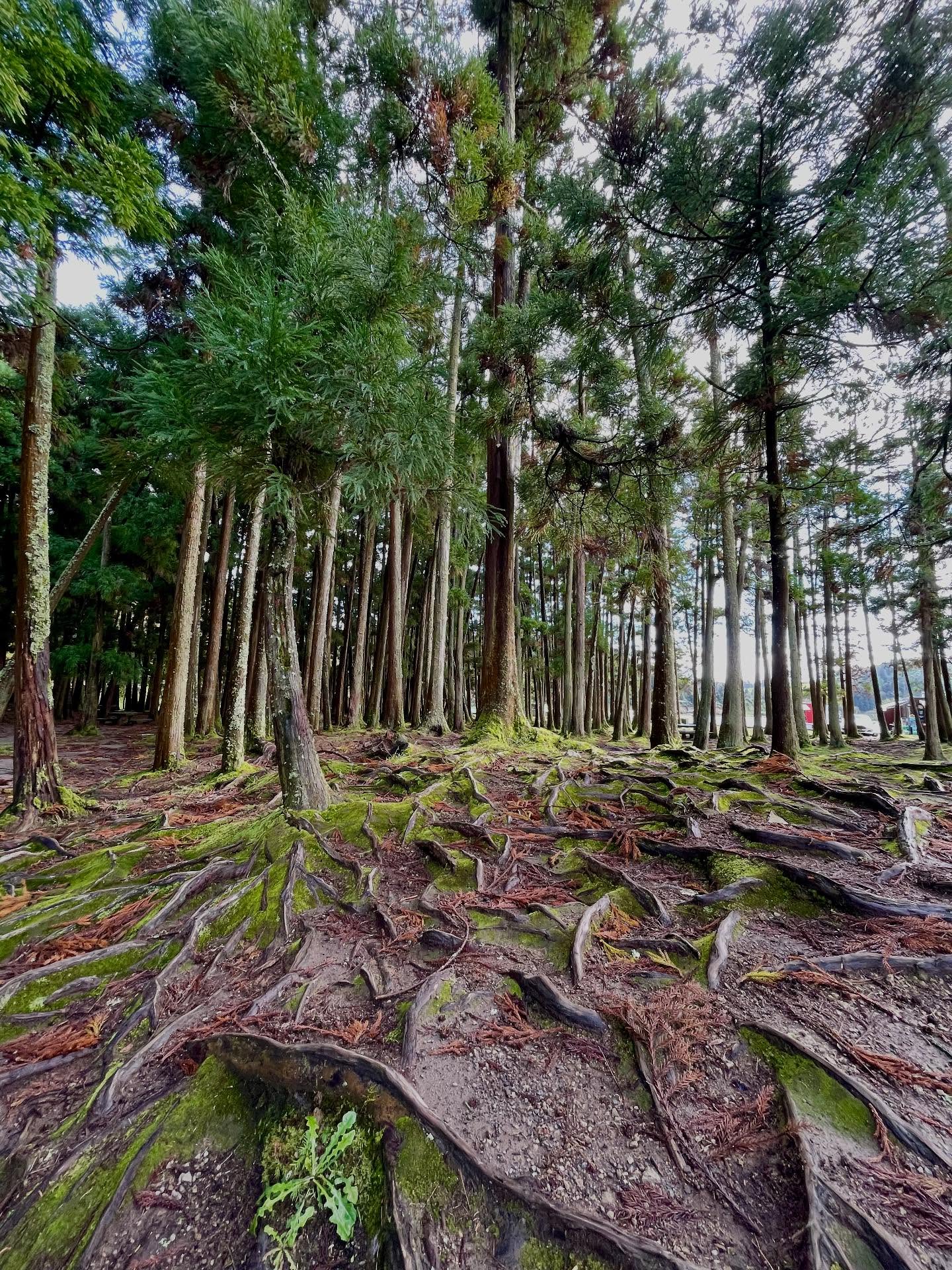 Sur l’île de Sao Miguel (Açores)
.
.
#au_coeur_du_voyage #sepvoyages #azores #acores #saomiguelisland #portugal #tree #nature #photographer #photonatural