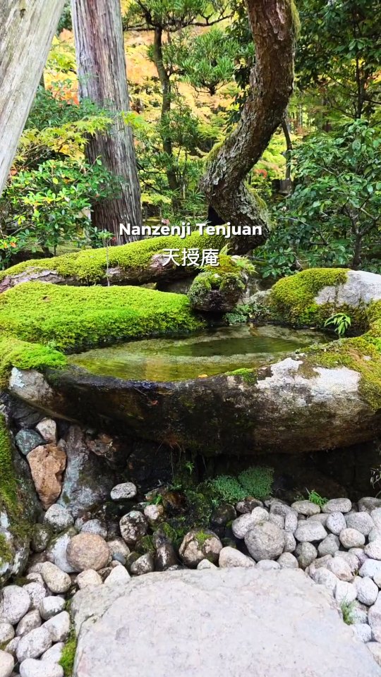 Inside the Nanzenji Temple complex, Tenjuan Garden is one of Kyoto’s most underrated spots.
It dates back to the 14th century and was designed for meditation, with a pond garden, stone paths, and a small teahouse surrounded by moss and maple trees.
Unlike the busy temples nearby, Tenjuan stays peaceful even in autumn. Come just before sunset for the softest light and the sound of rustling leaves. 🍃
#KyotoHiddenGem #TenjuanGarden #NanzenjiTemple #KyotoTravel #japanitinerary