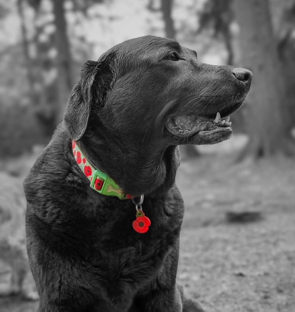 Paws for remembrance.🐾
Today at Duncan’s, we honour the brave humans and animals who served and gave their lives for us.
#Remembranceday #LestWeForget #DuncansDoggyDaycare” #rememberance