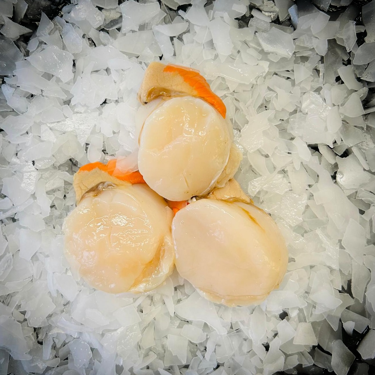The wait is officially over! We are absolutely thrilled to announce that the Isle of Man King Scallop season has begun!
Just look at this magnificent trio of fresh, plump King Scallops, straight from the crystal-clear waters surrounding the Isle of Man.
We’re expecting a cracking season and can’t wait to see these beauties gracing menus across the North of England.
Chefs, your calling card is here! 📞 Get your orders in early to secure the finest catch.
☎️ 01253 779813 or speak to your Account Manager.
#KingScallops #IsleOfManFood #FreshSeafood #ScallopSeason #MyFishCompany #SupportLocal #ChefsLife