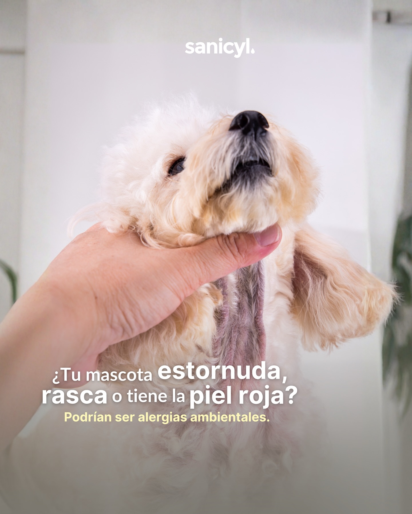 ¿Tu peludo se rasca sin parar o tiene la piel roja? 🩹
Podría sufrir alergias ambientales (como al polvo o al polen).
🌿 No puedes evitar el ambiente, pero sí puedes proteger su piel.
🧴 Sanicyl limpia, desinfecta y previene infecciones sin causar ardor ni irritación.
#Sanicyl #cuidadopetfriendly #alergiascaninas #pets #higienemascotas #mascotas #antiséptico