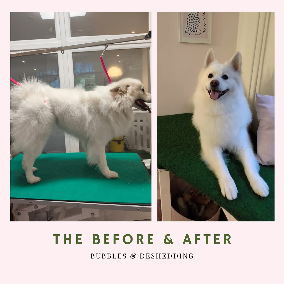 Not every dog needs a Bubbles & Cut! Swipe 👉🏻
Some coats should never be shaved — they need proper deshedding to stay healthy, light, and comfortable.
This dog is a perfect example.
With the right deshedding treatment, we removed the dead undercoat, evened out the fluff, and gave the skin space to breathe again. You can see the difference in both the coat and the dog’s energy in the after video.
If your dog has a similar fluffy or double coat and you’re unsure what to book, this is a Bubbles & Deshedding.
You can read more about the service and coat types on our website.
📍 CPH Pets Club – Hundesalon i København S
#CPHPetsClub #HundesalonKøbenhavn #DogGroomingCopenhagen #DesheddingTreatment #DoubleCoatCare #HealthyCoat #DogsofAmagerbro