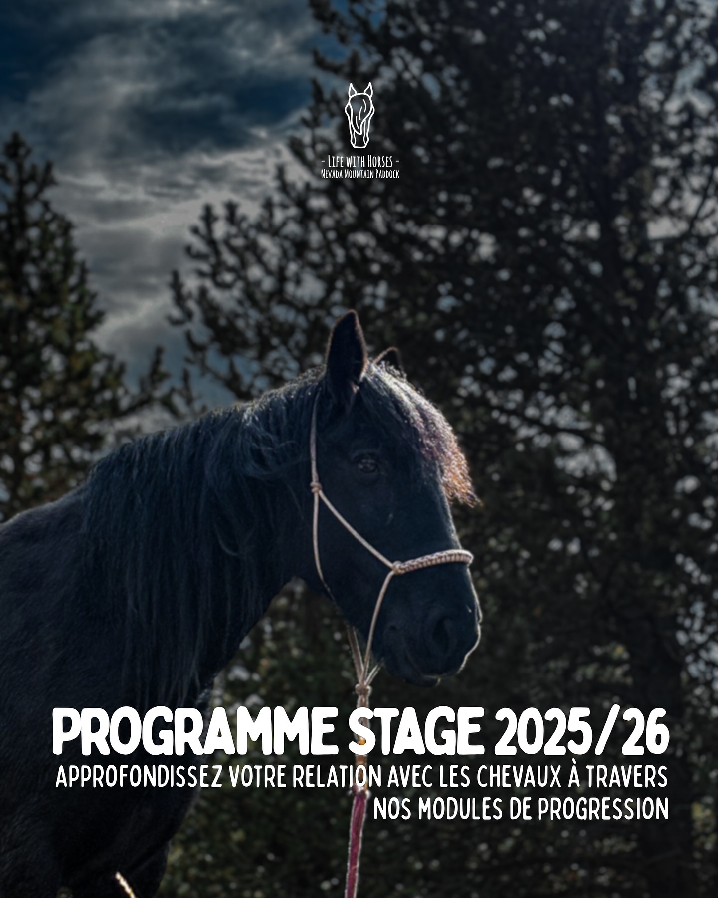 Nos Modules de Progression sont de retour cette année!
Retrouve trois thématiques tout au long de l’année par session de 4h pour t’accompagner dans le développement de ta relation avec les Chevaux et élargir ta palette de cavalier 🐴
Réserve tes modules en MP ou par mail à nevadamountainpaddock@gmail.com
#equitation #ridewithconnection #stageequestre #mountaintrail #equifeel #randonneeequestre #equitationrespectueuse #horsemanship #cerdanya