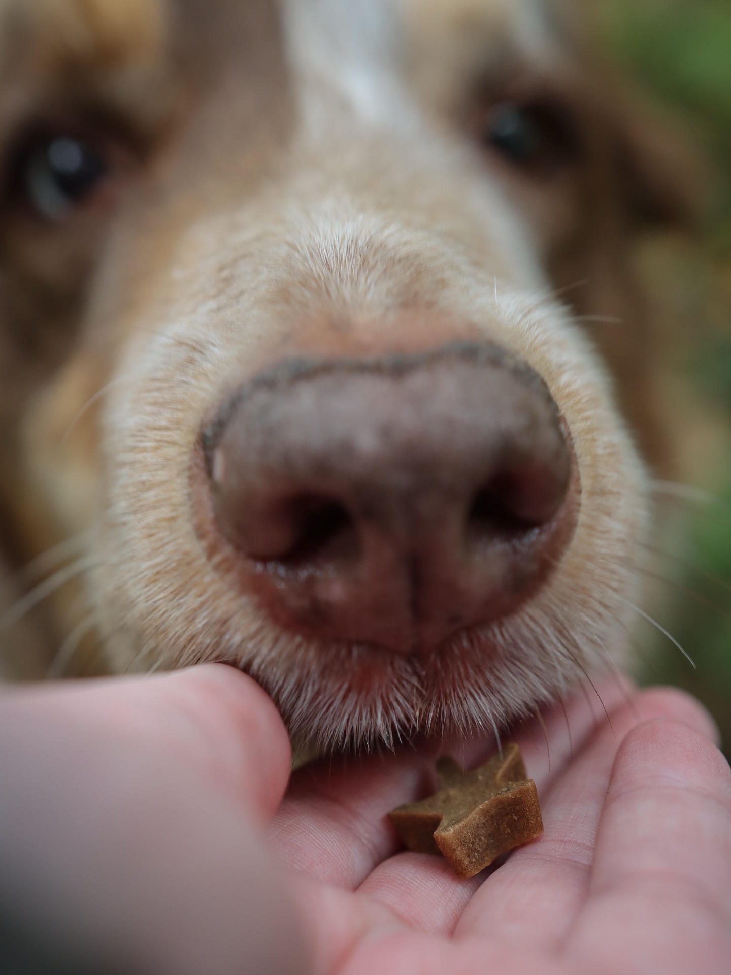 When the @platinumpetfood Star Treats in Iberico come out… Chester becomes a professional food critic.
Sniff test ✔️
Tiny taste test ✔️
Polite little tongue appreciation ✔️
Verdict? ⭐️⭐️⭐️⭐️⭐️ from our resident Collie connoisseur.